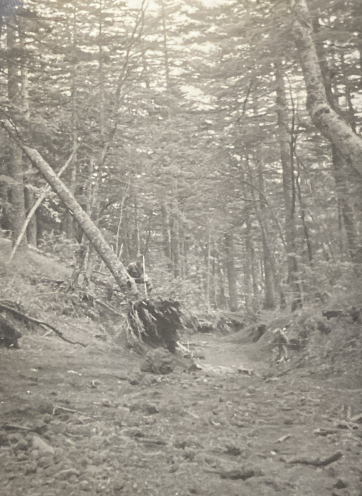1940s Original Photograph Hiking Trail Mount Fuji Japan Falling Trees P19zb60