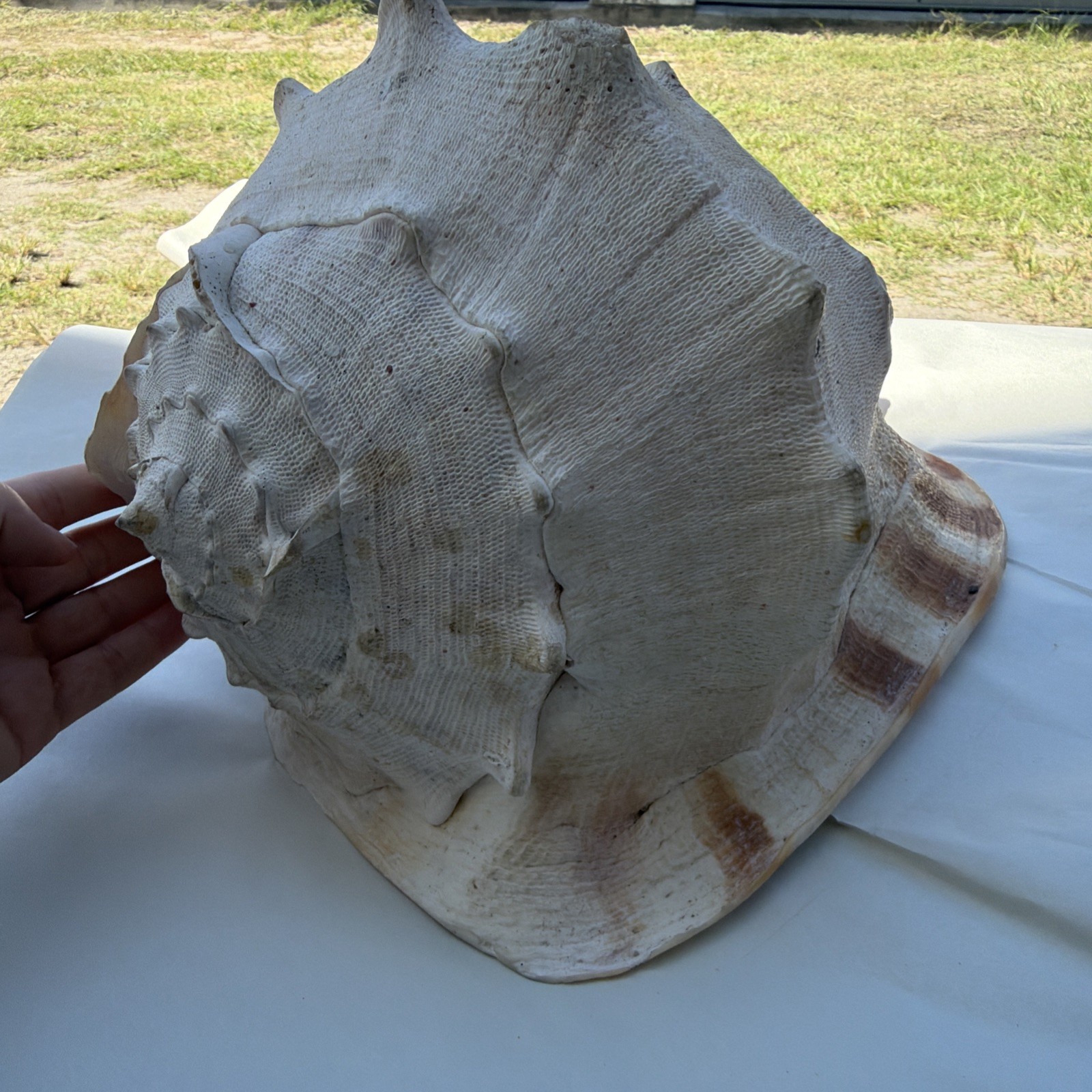 Queen Horned Helmet Conch Sea Shell Beautiful 12” Long
