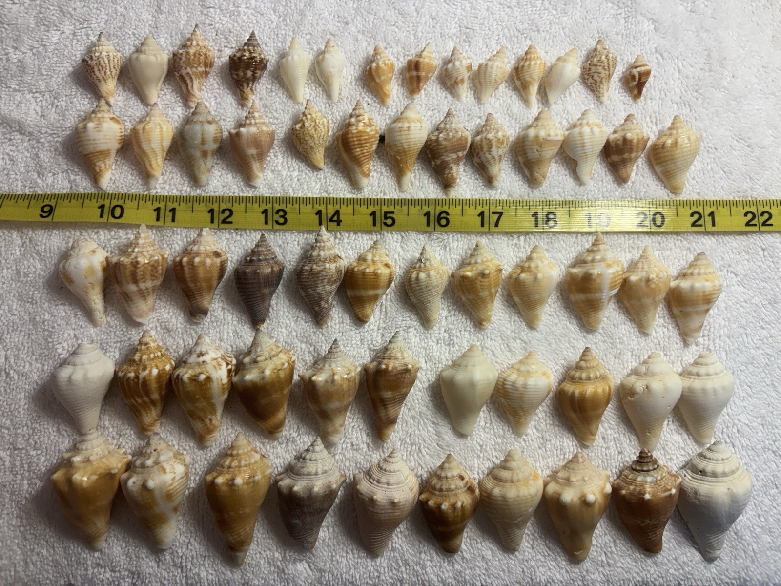 60 Small Florida Fighting Conch Shells   From The Beaches Of Sanibel island