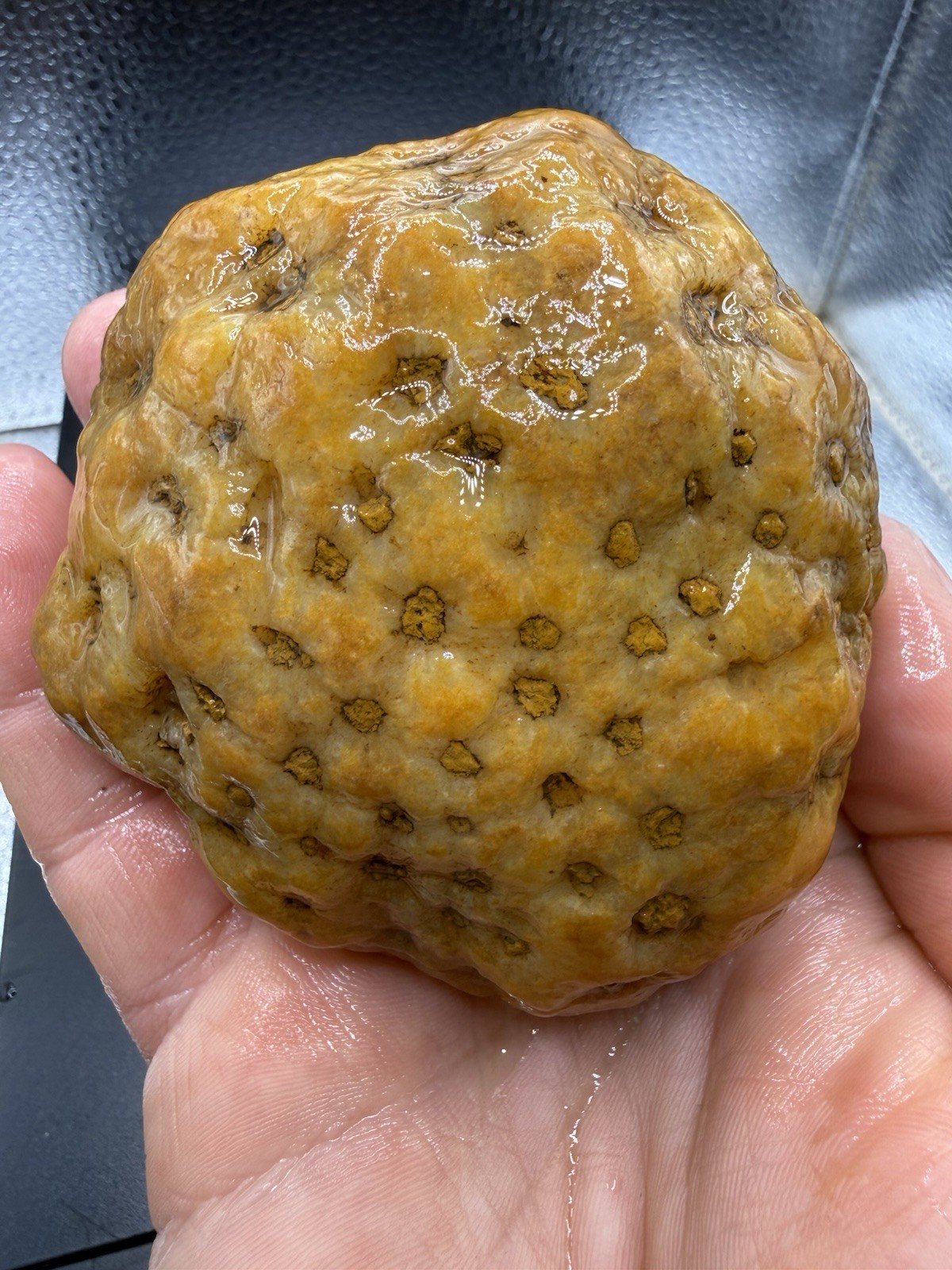 Ancient Fossilized Indiana Geode Coral Bryozoan Agate Hoosier Oddity 1,860 Carat