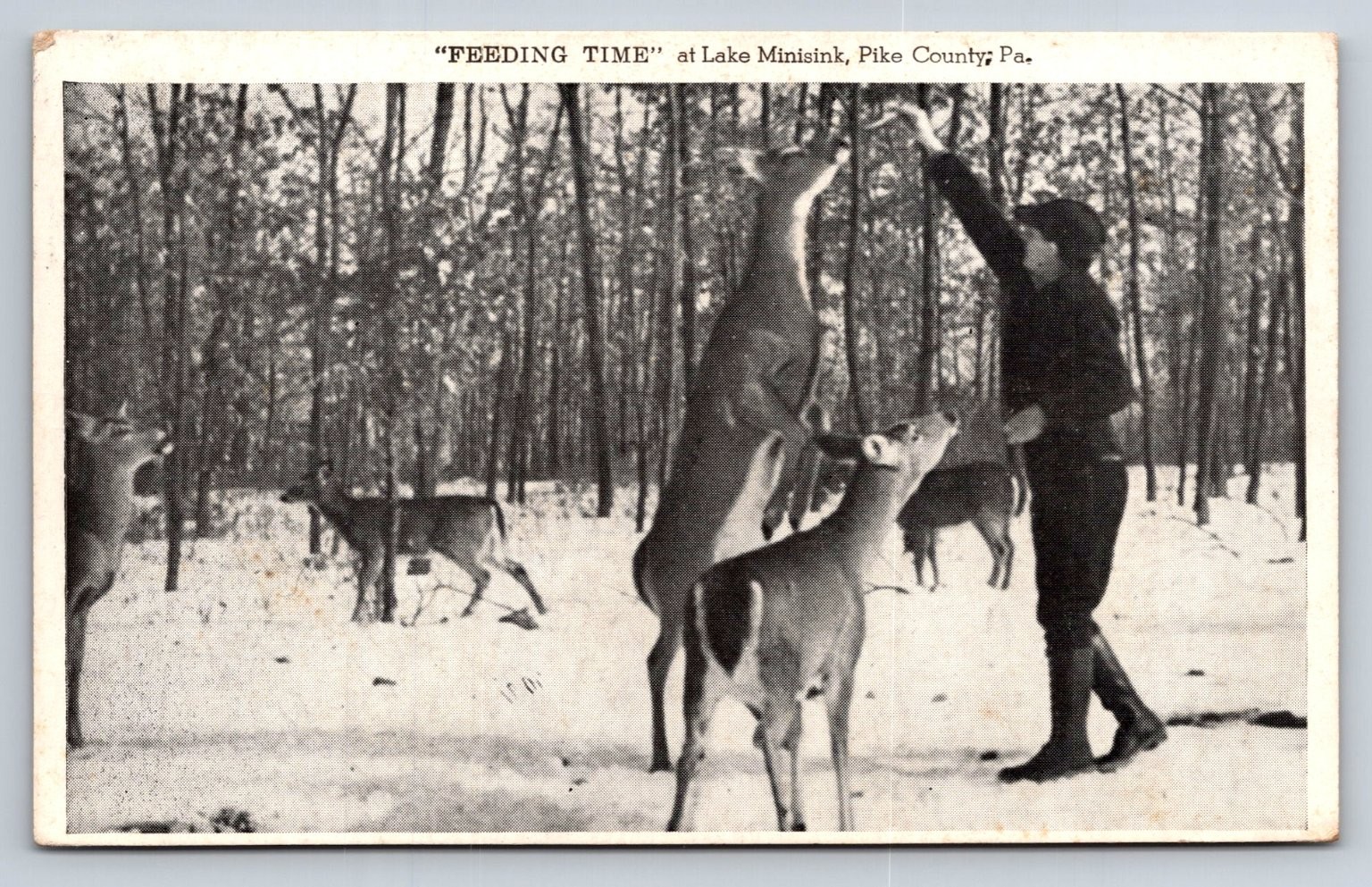 1948 Lake Minisink Pike County PA Feeding Deer Postcard E.H. Buchman