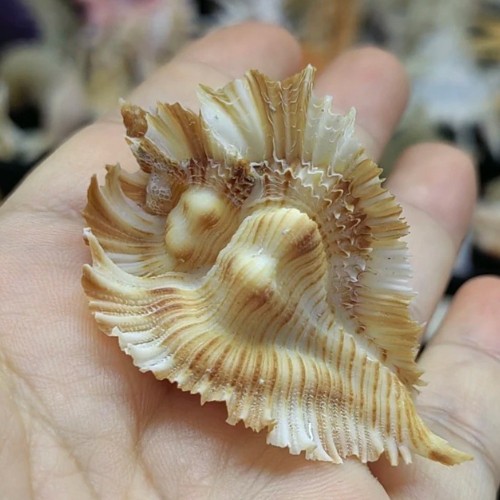 Pterynotus Miyokoae Murex Natural Conch Unique Seashell Rare Real Aquarium 2