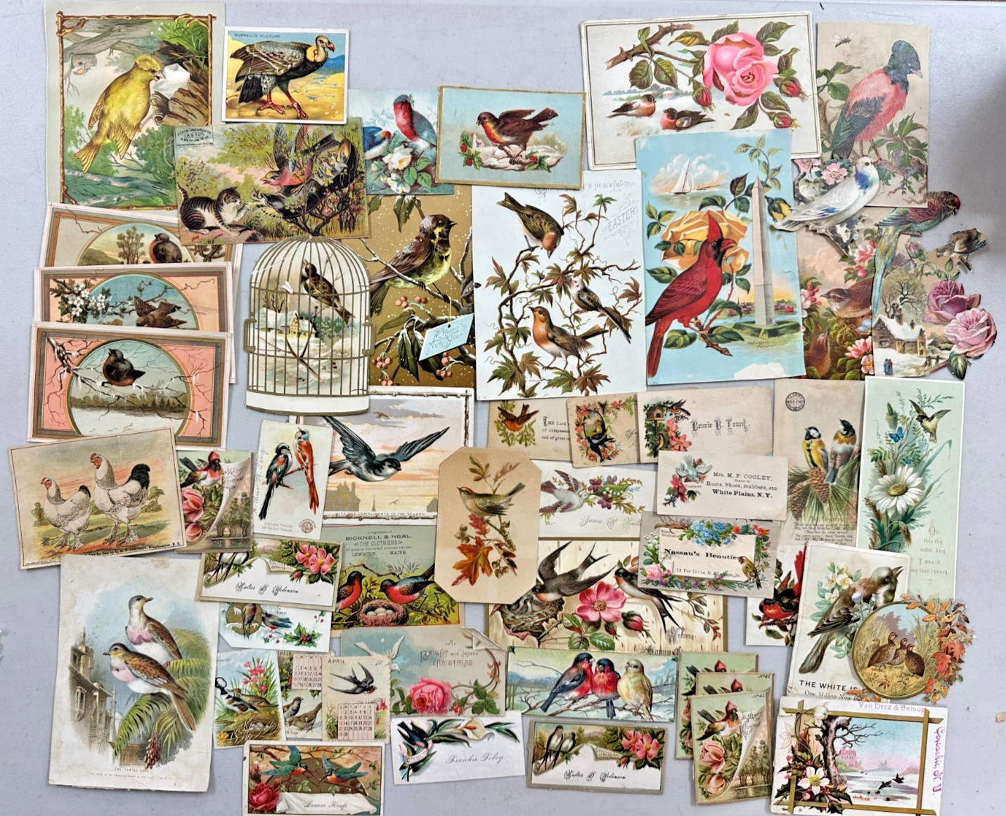Vintage Victorian Bird Advertising Trade Cards Die Cut Lot Scrapbook Ephemera