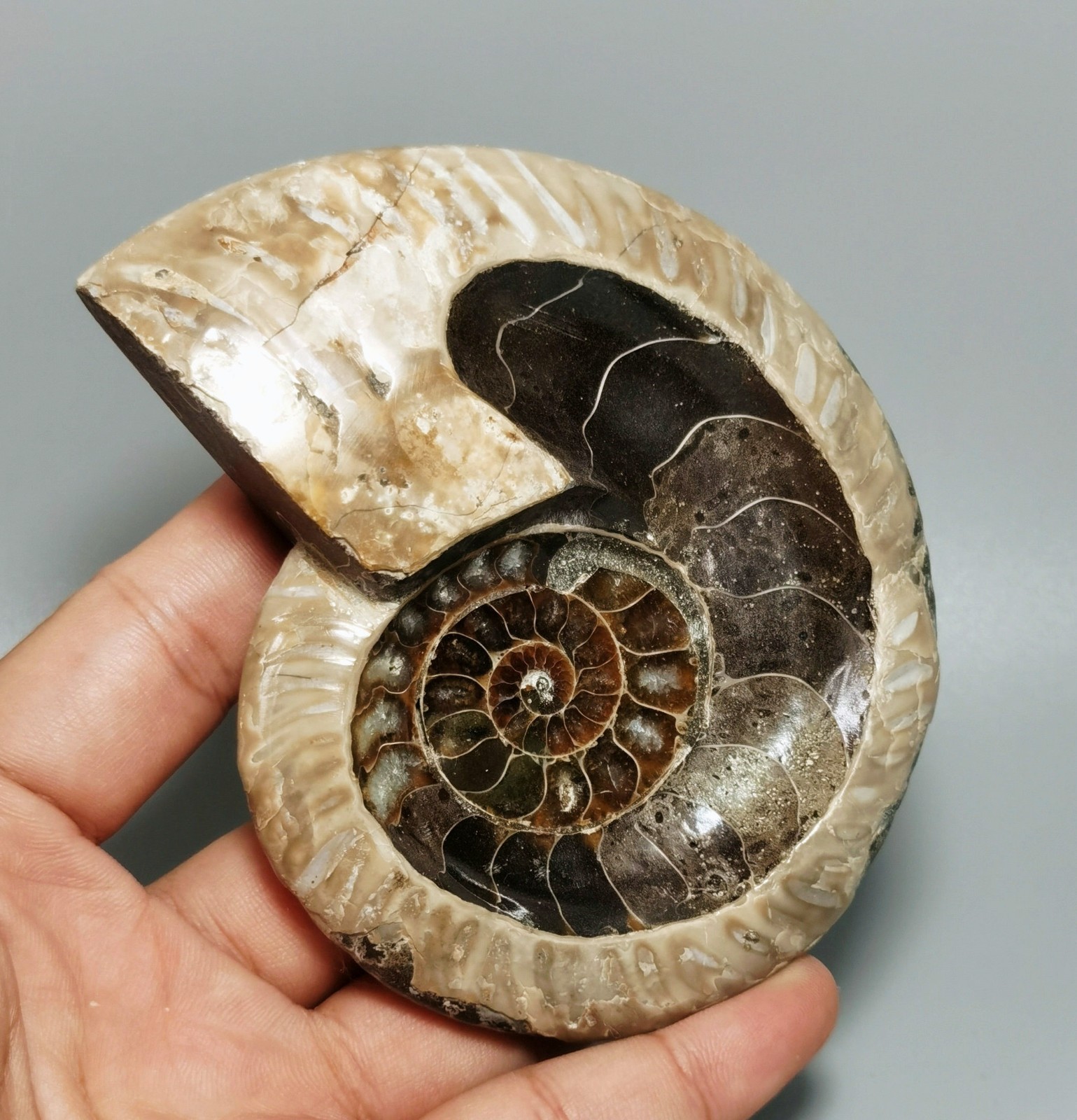 Natural  Rainbow Ammonite Crystal Specimen