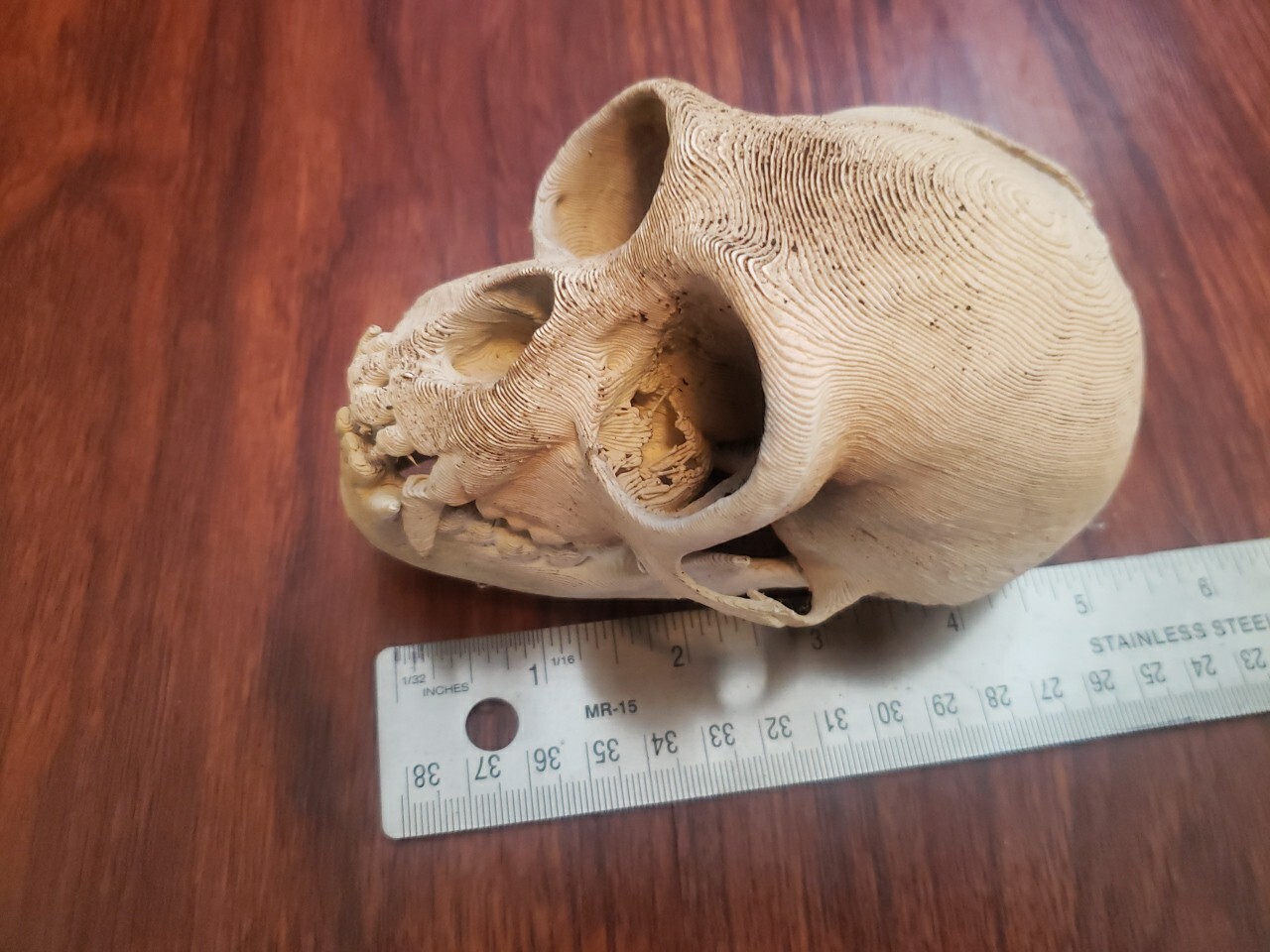 Hylobates Pileatus Skull High Precision Replica Endangered Species 