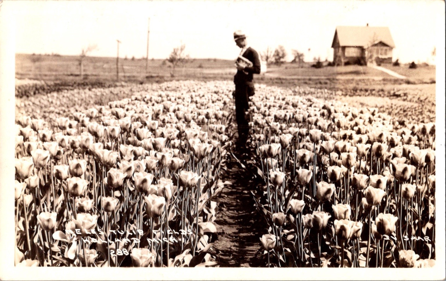 RPPC Real Photo Postcard Man in Tulip Fields Farm House Vintage Antique Sepia