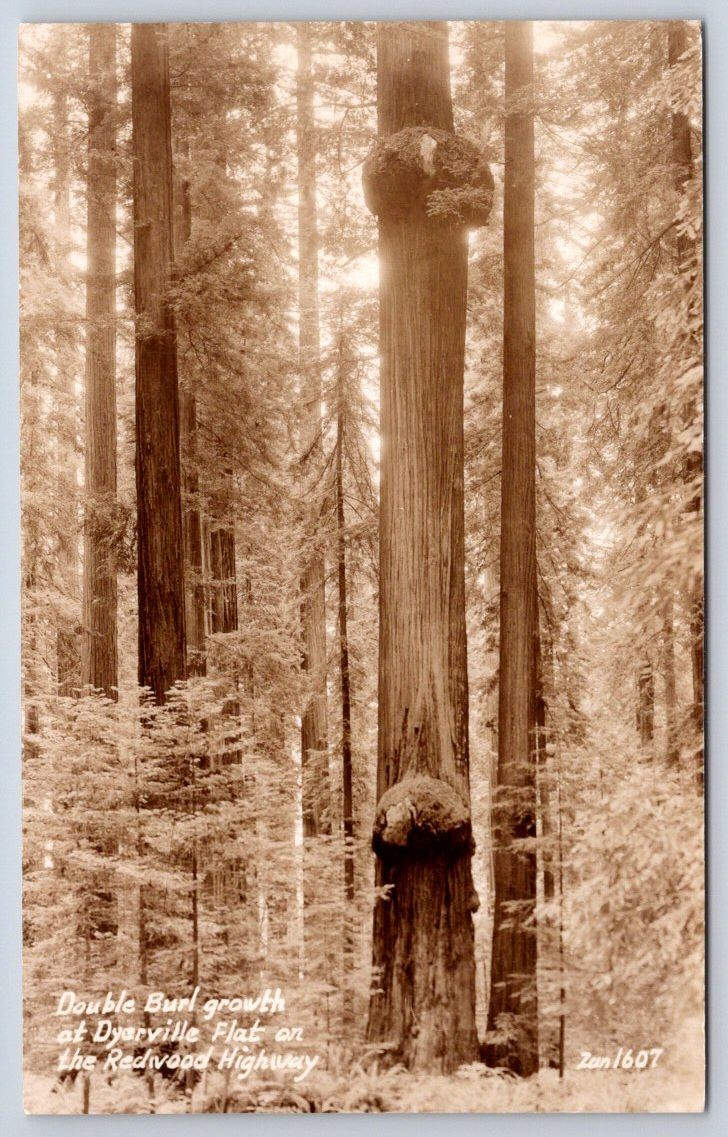 Antique California Postcard DYERVILLE Double Burl Redwood RPPC