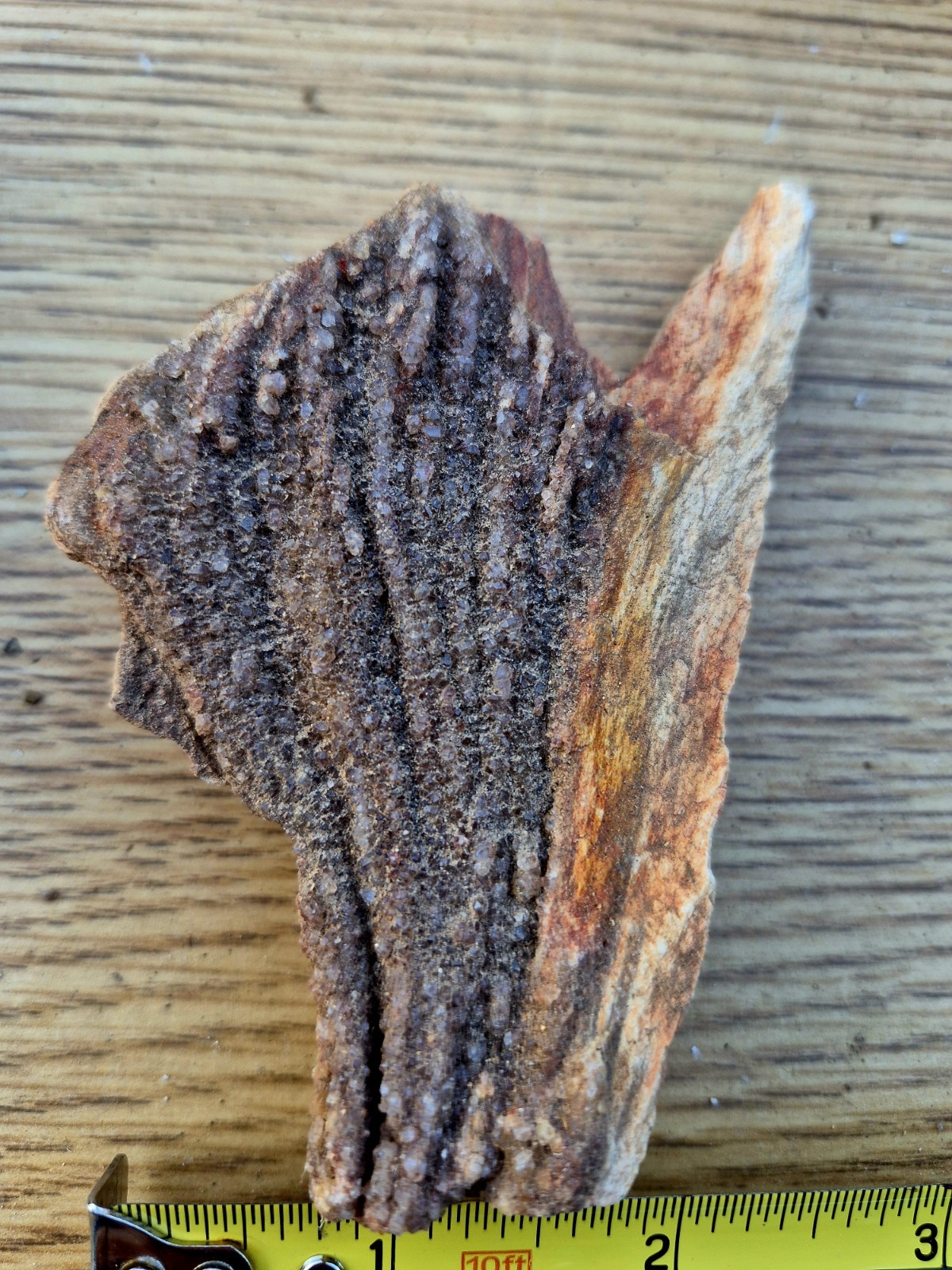 Texas Petrified Wood With Druzy