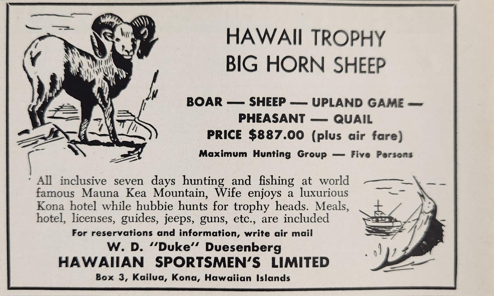 1961 Print Ad Hawaii Trophy Big Horn Sheep,Boar,Pheasant Hunting Kona