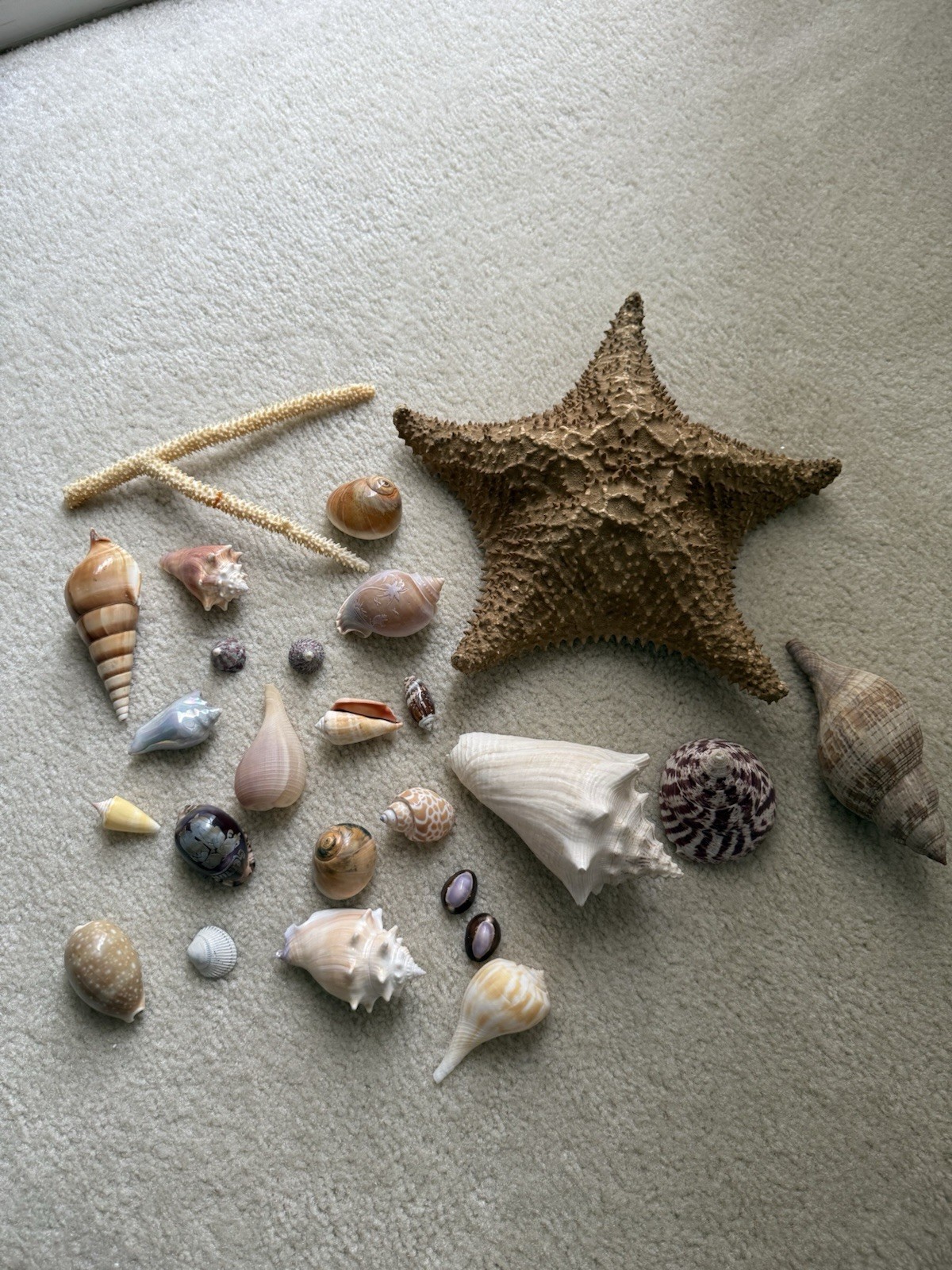Vintage Seashell & Starfish Collection – Large 10” Real Starfish
