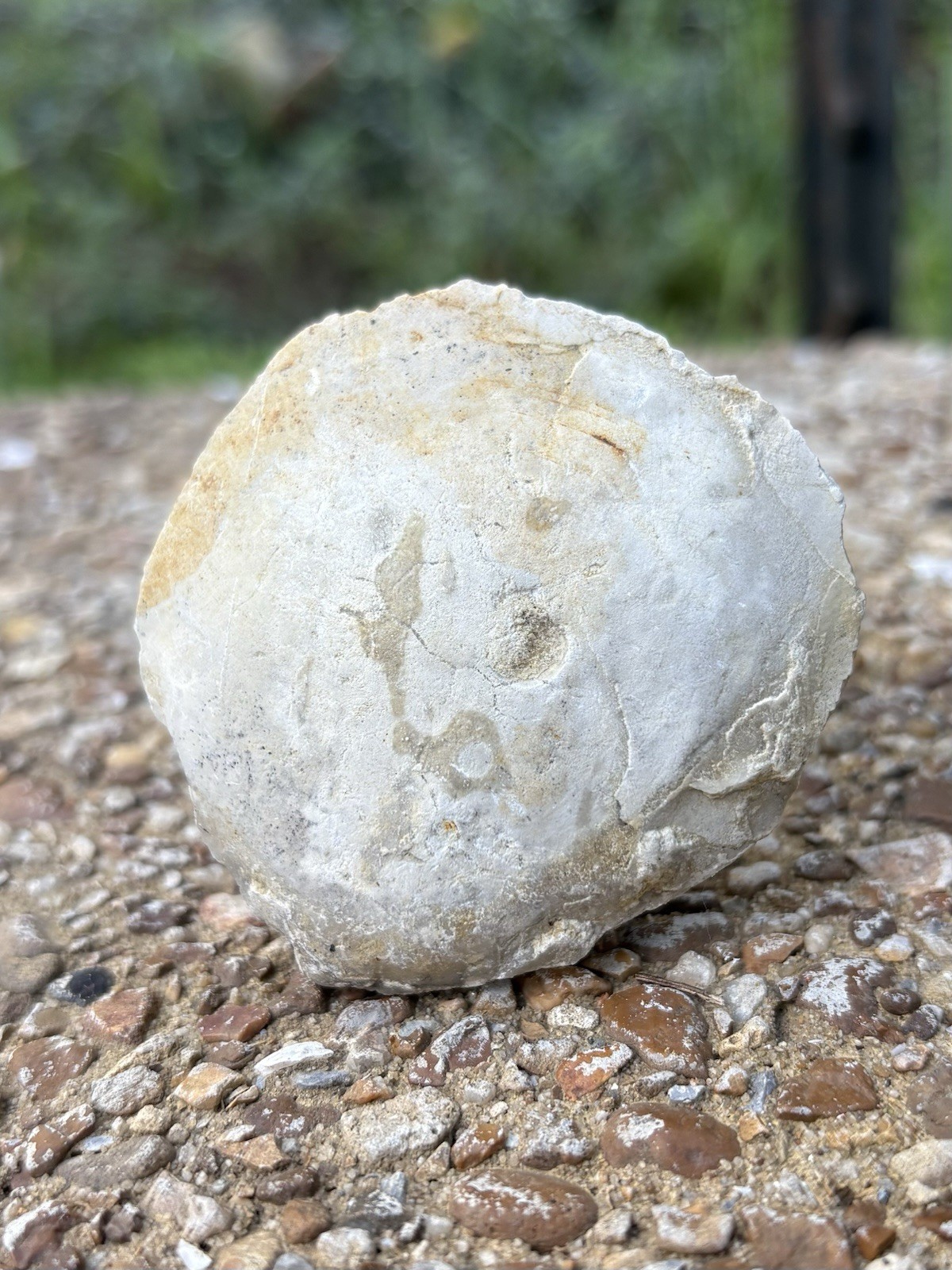 Large Natural Fossil Clam Specimen- Beautiful 1.8” Fossilized White Clam Shell