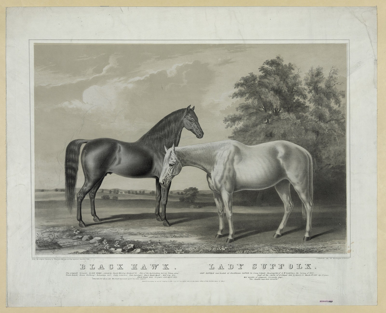 Black Hawk Pony Summer Vintage 1855 Horse Photo Reprint Wall Art