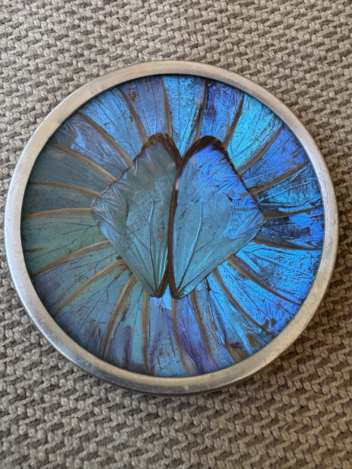 Vintage Brazilian Blue Morpho Butterfly Wing 3.5” Art Wall Hanging Decor Plate