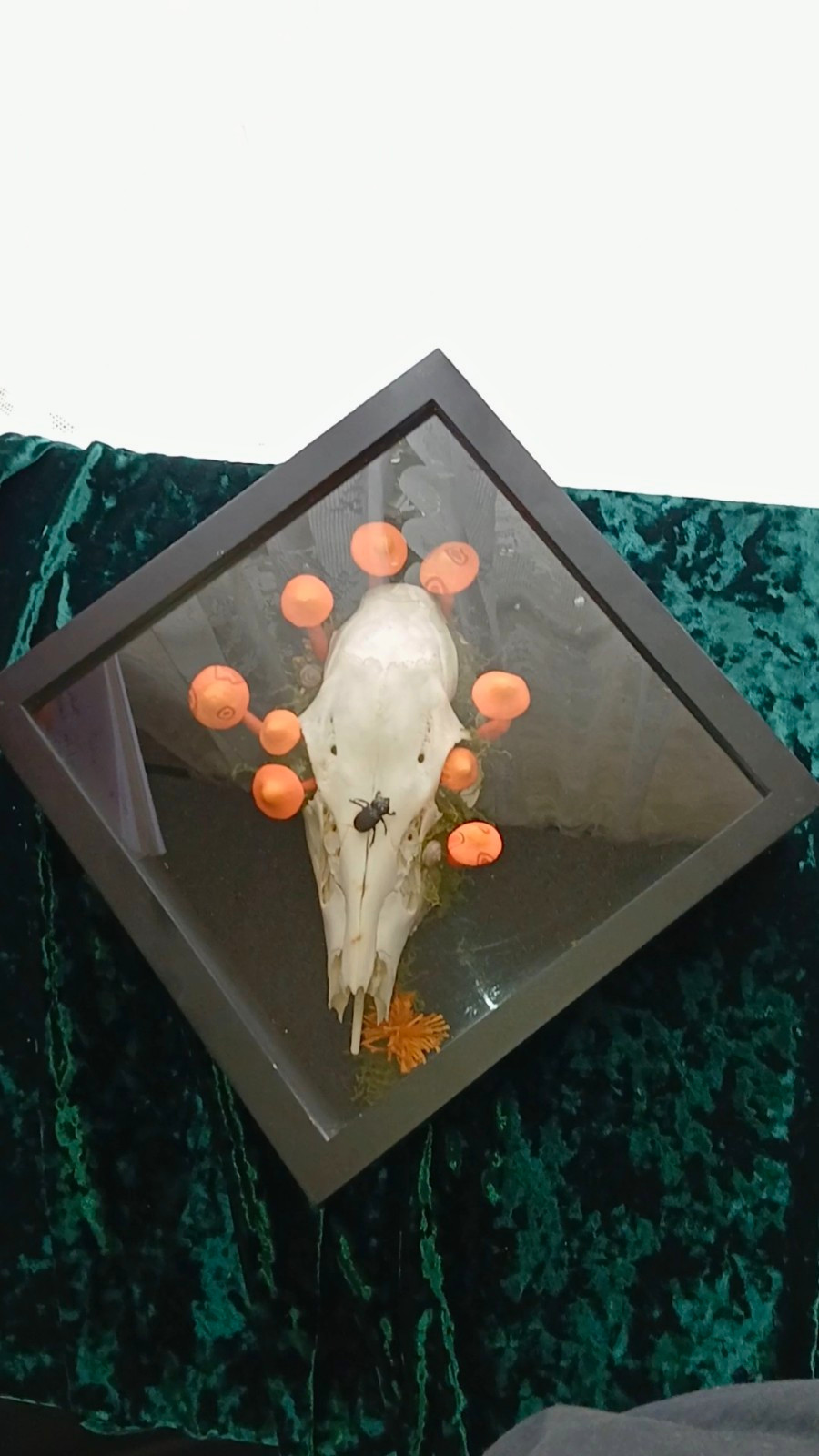 Wall Hanging Skull Shadow Box Orange Mushrooms Taxidermy Oddity Art Gift Goth