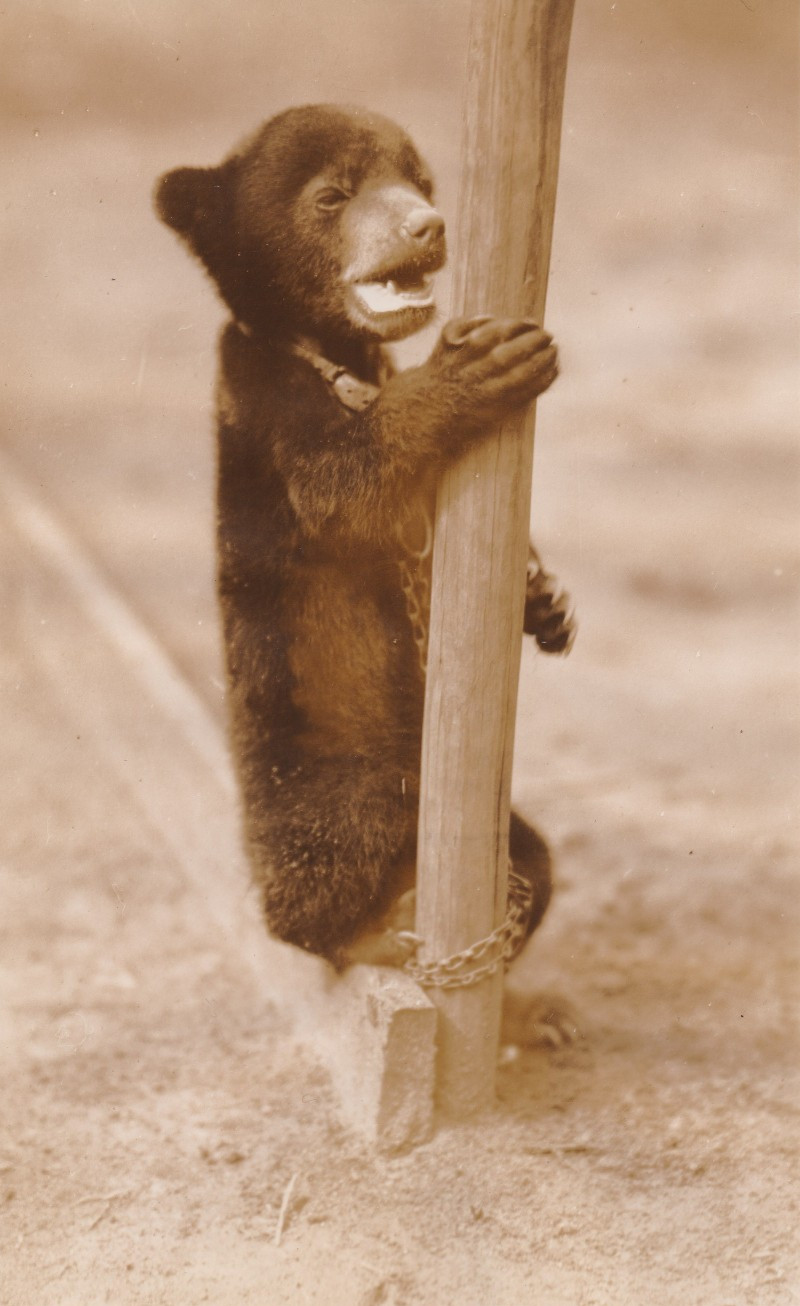 1934 Press Photo Hunter Frank Buck's Pet Bear 