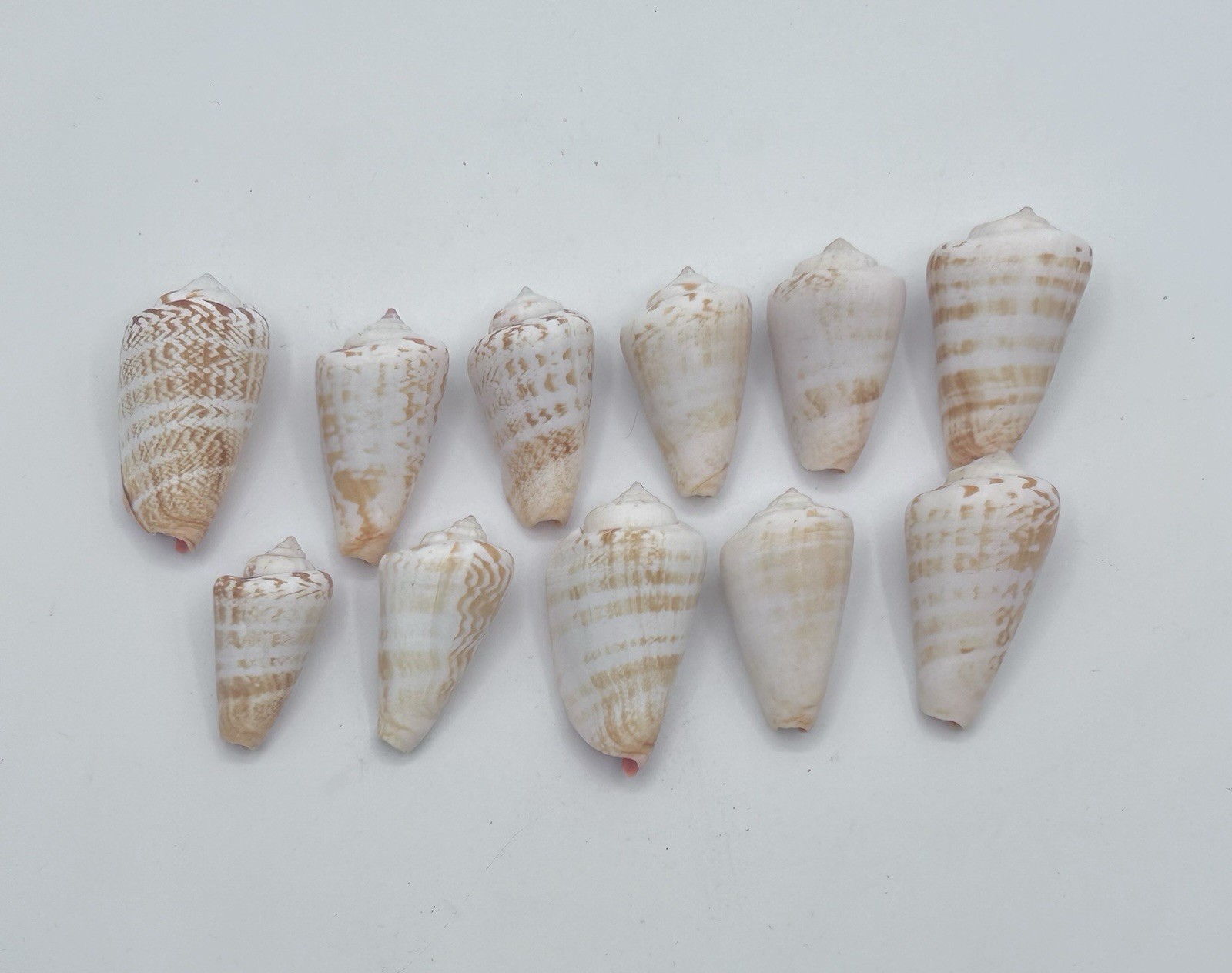 Western Florida Beach Cone Shells Washed Not Treated Lot of 11