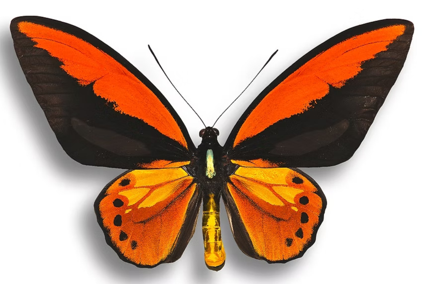 Ornithoptera croesus ssp. toeantei - RARE A1 MALE, Wings Unspread, Morotai Isl.