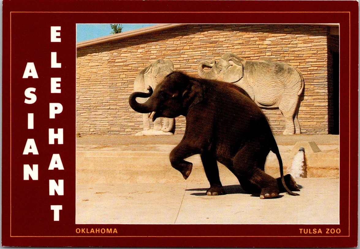 Tulsa Oklahoma Asian Elephant at Tulsa Zoo Continental Postcard A292