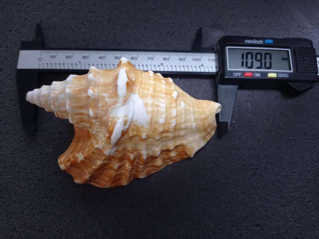 VERY RAREHUGE XL>TRICORNIS OLDI(OLD\'S CONCH)MOGADISCIO,REPUBLIC OF SOMALIA/NO.2