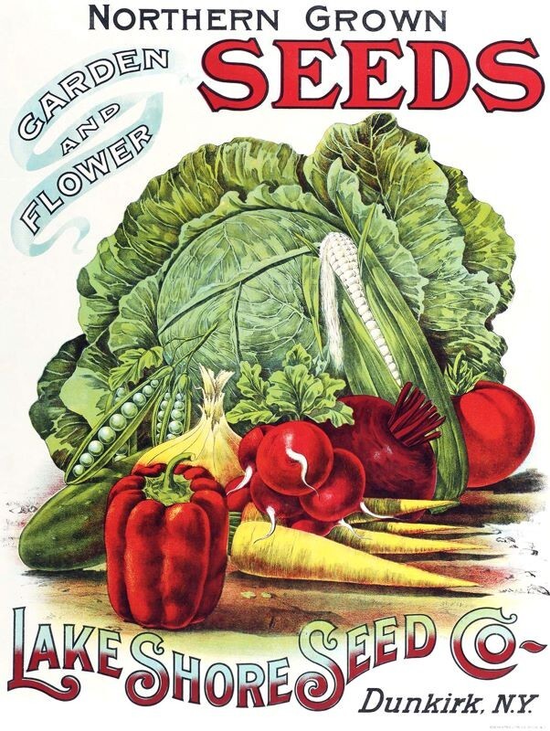 Lake Shore Seeds of Dunkirk, New York NEW METAL SIGN: 12x16