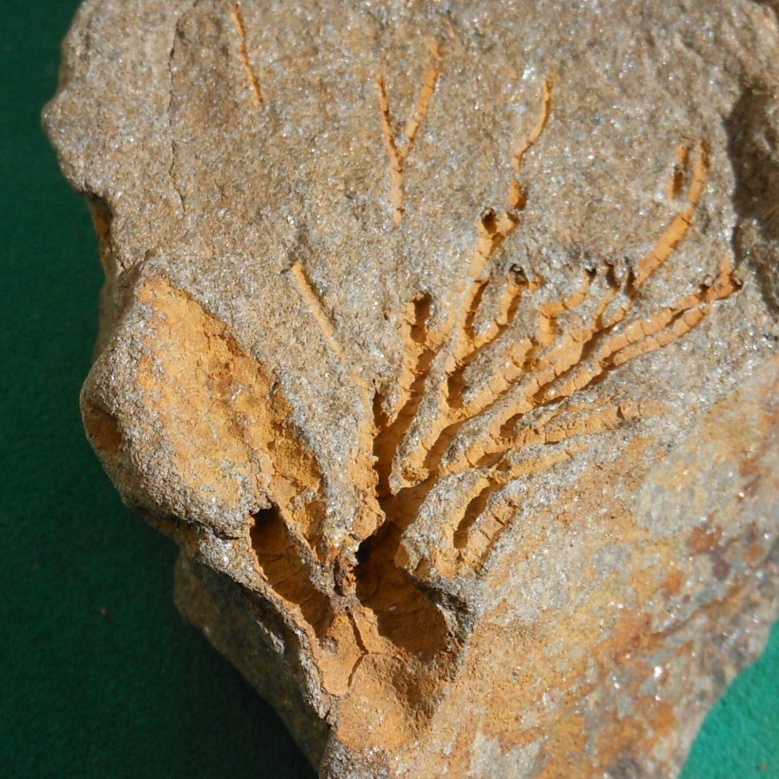 Crinoid, Bolivia Devonian rare fossil