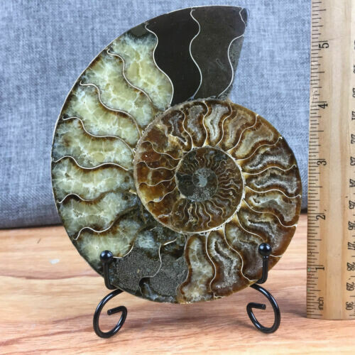 TOP 200G+ Natural ammonite fossil conch crystal specimen healing care