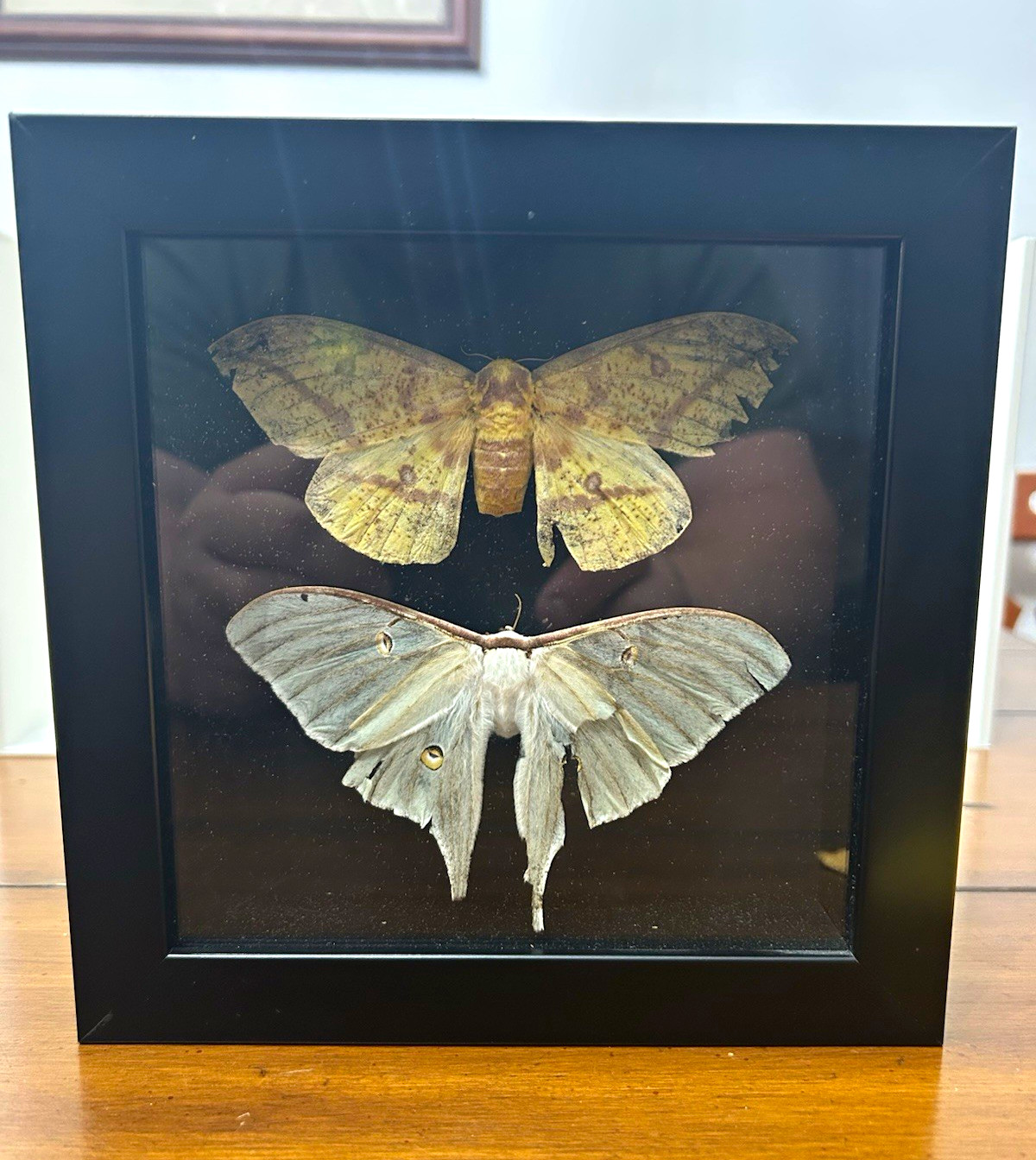 Real Framed Luna & Imperial Moth Specimens Shadow Box Entomology Dis