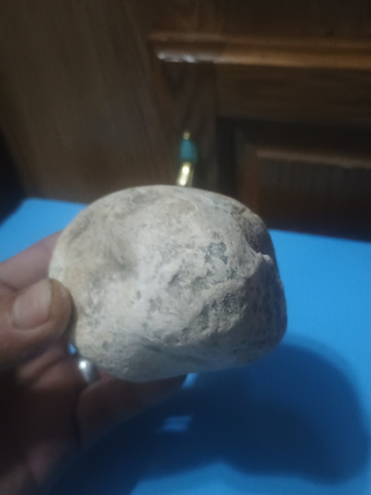 Ancient Fossilized Creature Reptile
