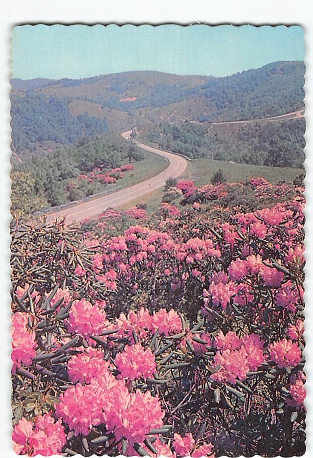 Rhododendron In Bloom G-78296