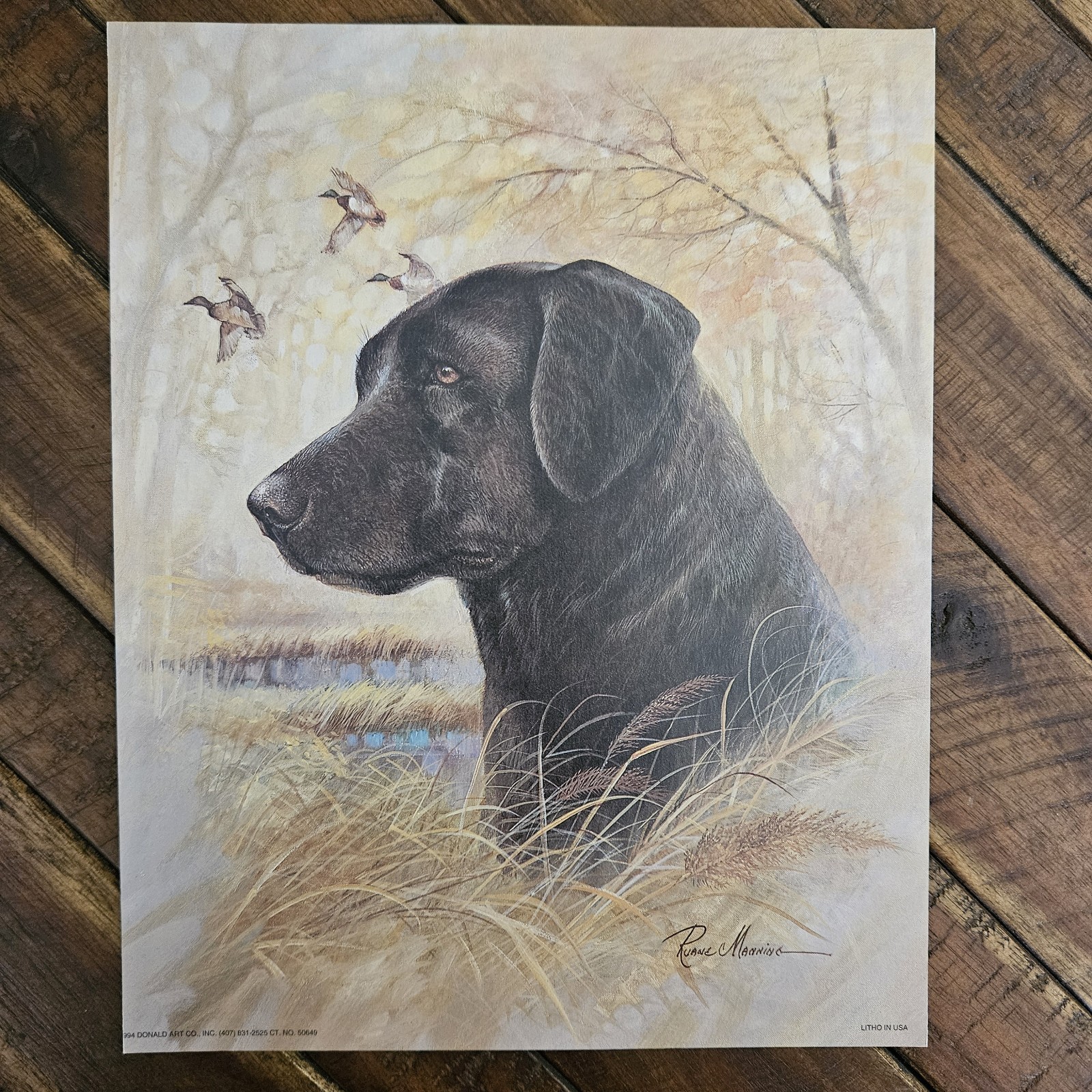 Black Labrador & Ducks Glossy Print 8