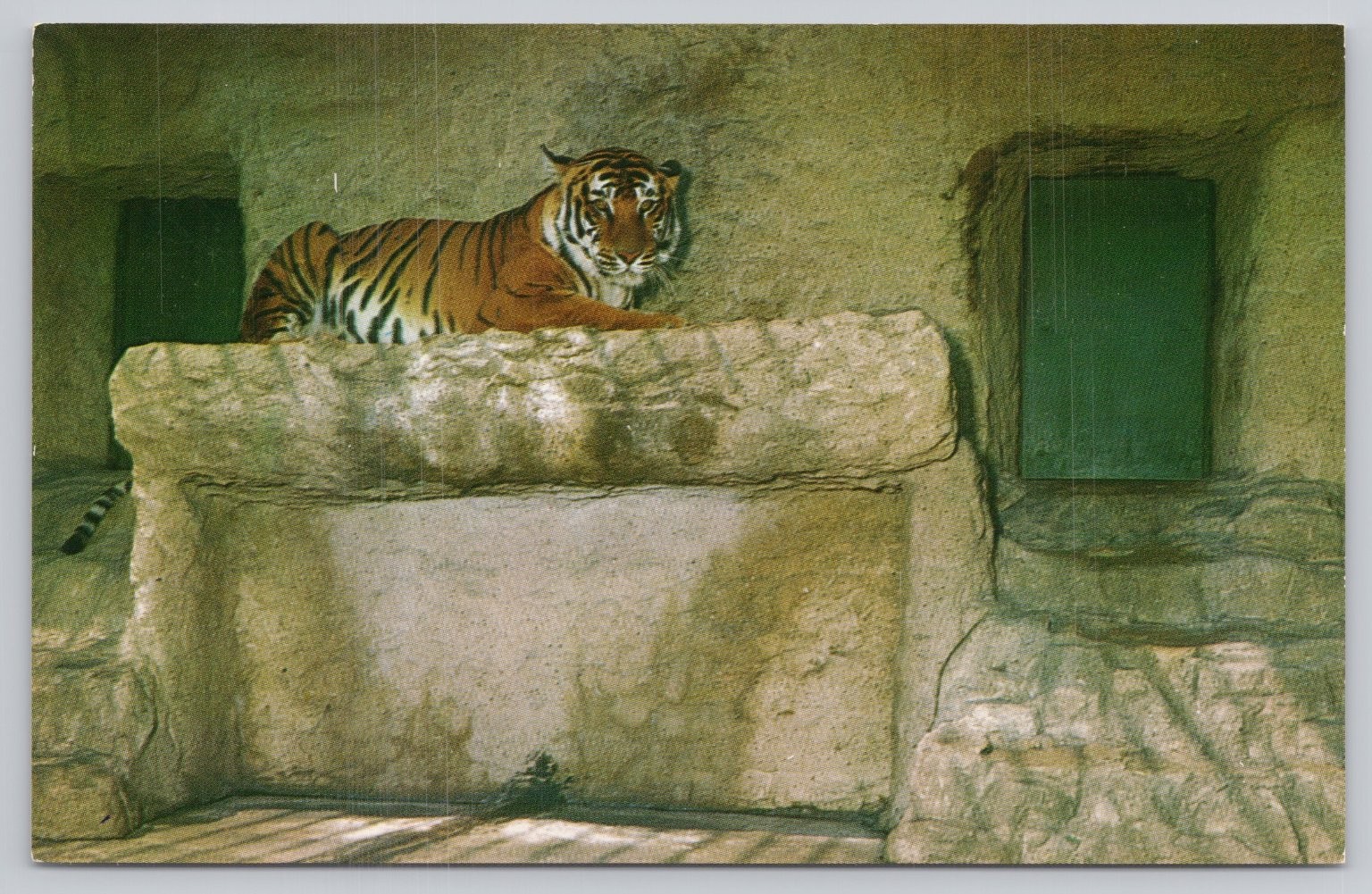 1953 Bengal Tiger Postcard Racine Zoological Park Wisconsin Chrome Zoo Animal
