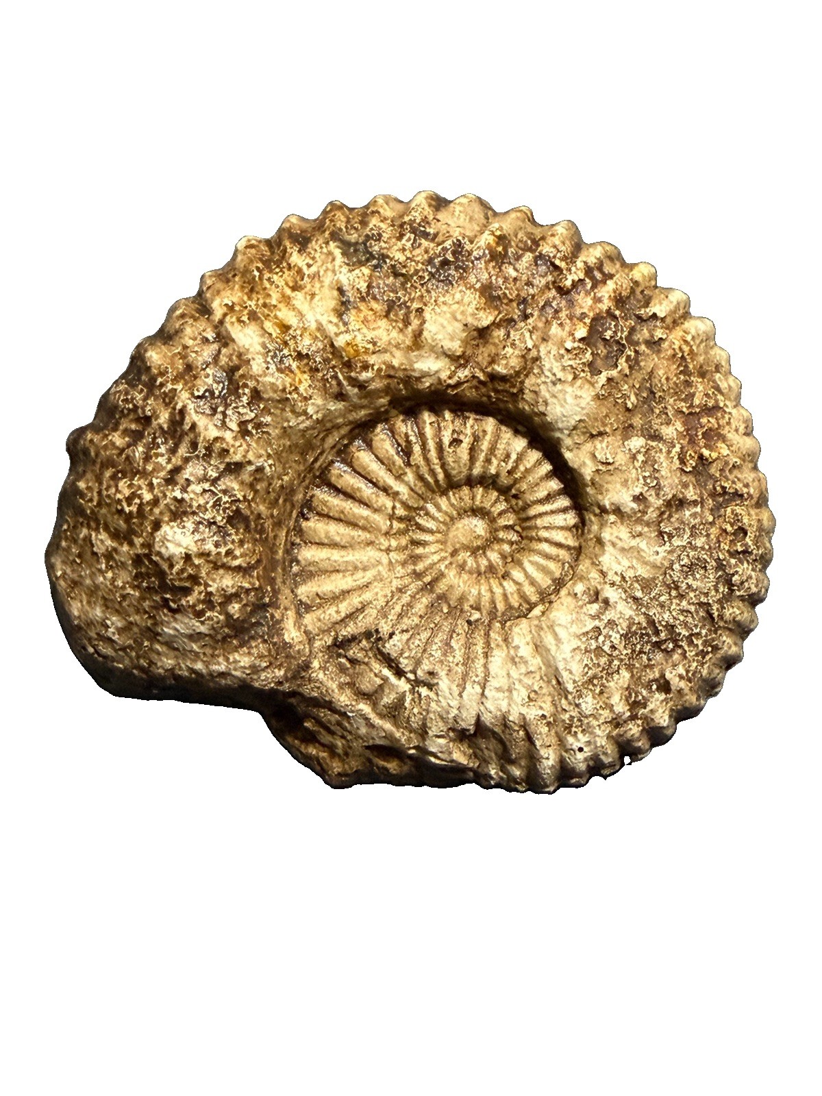 Large Natural Ammonite Fossil Specimen – Heavy Display Fossil