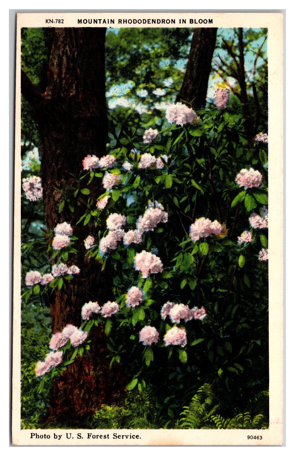 Mountain Rhododendron In Bloom