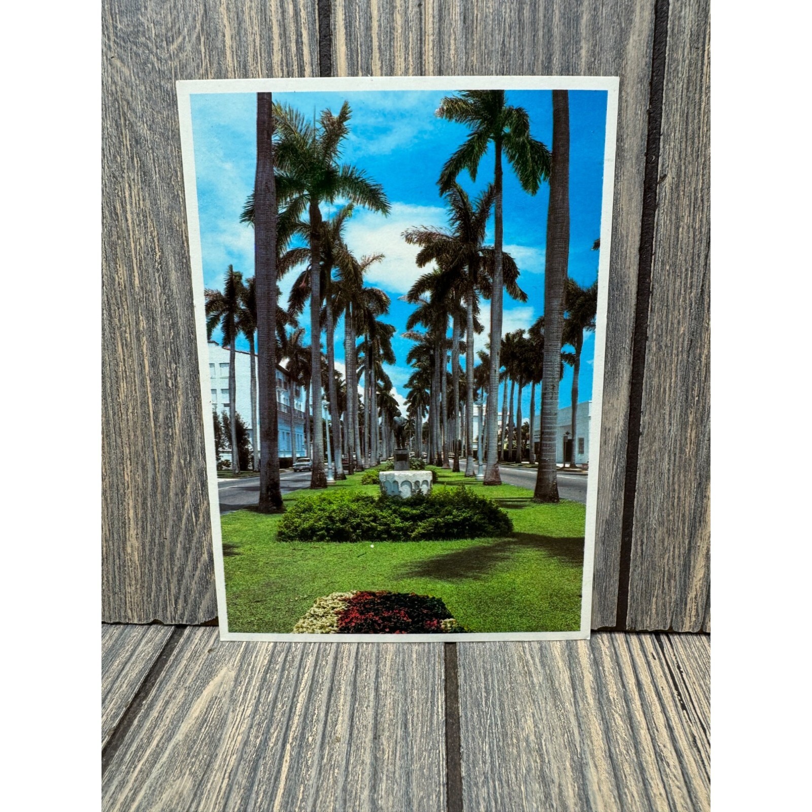 Vintage Palm Beach Florida Postcard - Royal Palm Way Scenic View