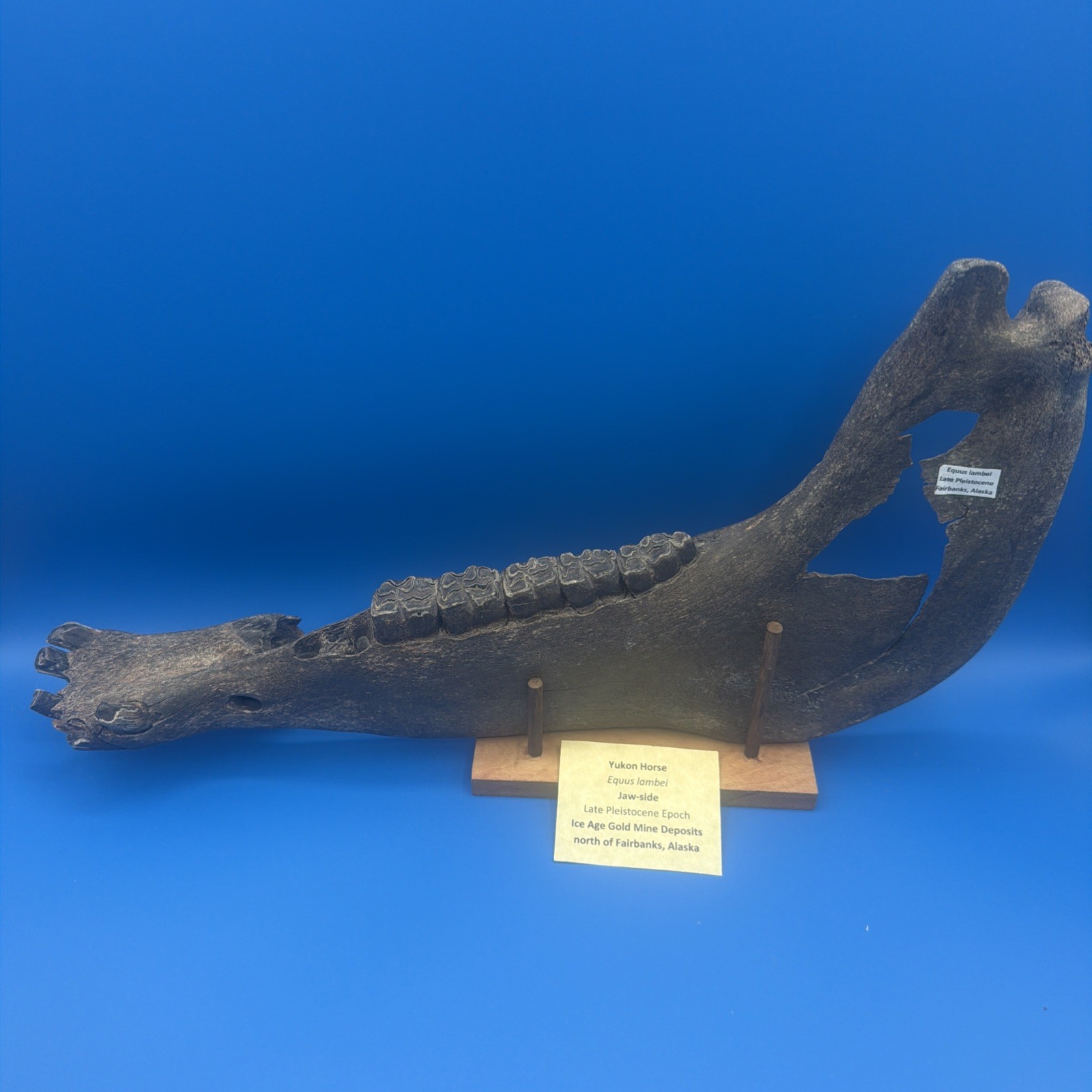 Fossil Yukon Horse Jaw-Side Alaska