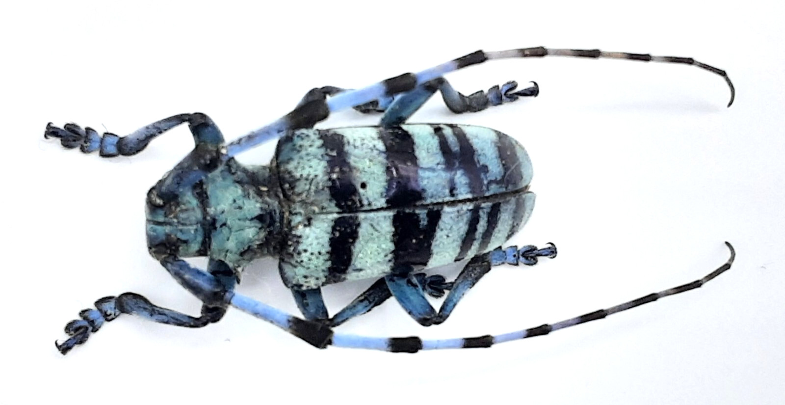 Cerambycidae, Anoplophora medenbachii, male, aberration, Aa-, 27 mm, Sumatra