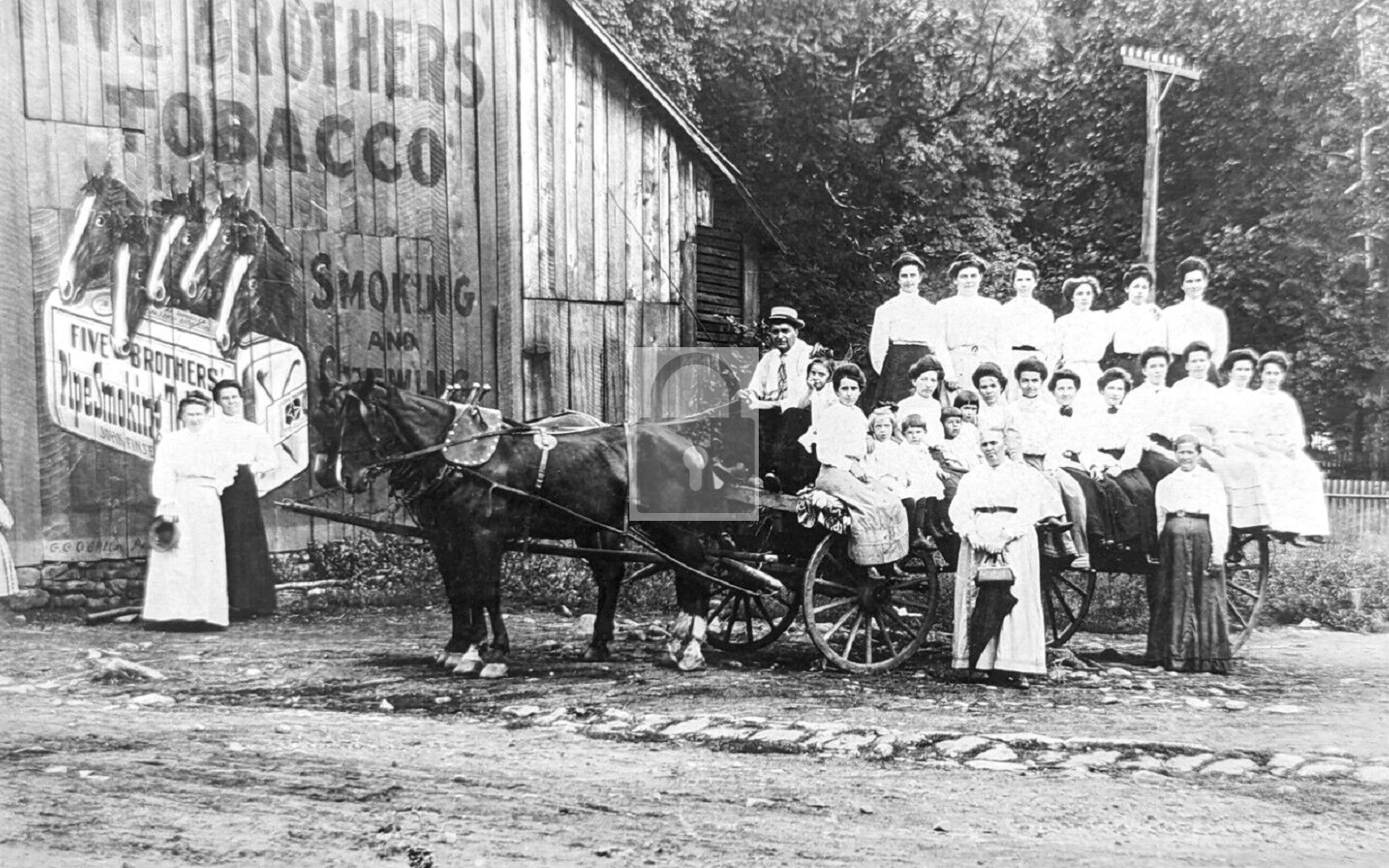 Five Brothers Tobacco Women On Horse Wagon - Reprint