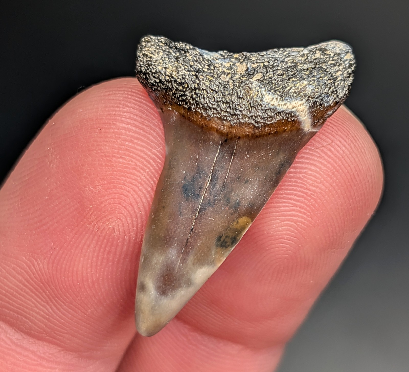 Gorgeous Colorful Mako Shark Tooth Patterned South Carolina Genuine Fossil 