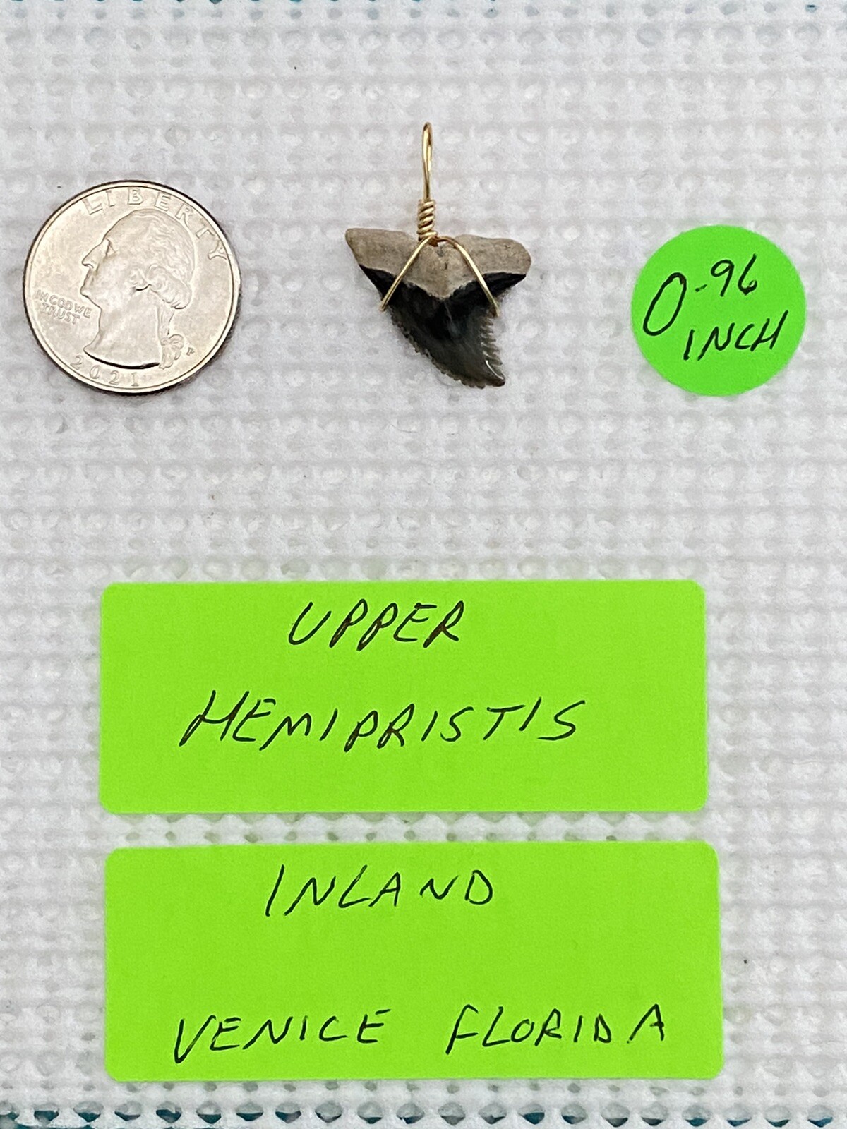 FOSSILIZED 0.96 INCH UPPER HEMIPRISTIS BONE VALLEY SHARK TOOTH PENDANT