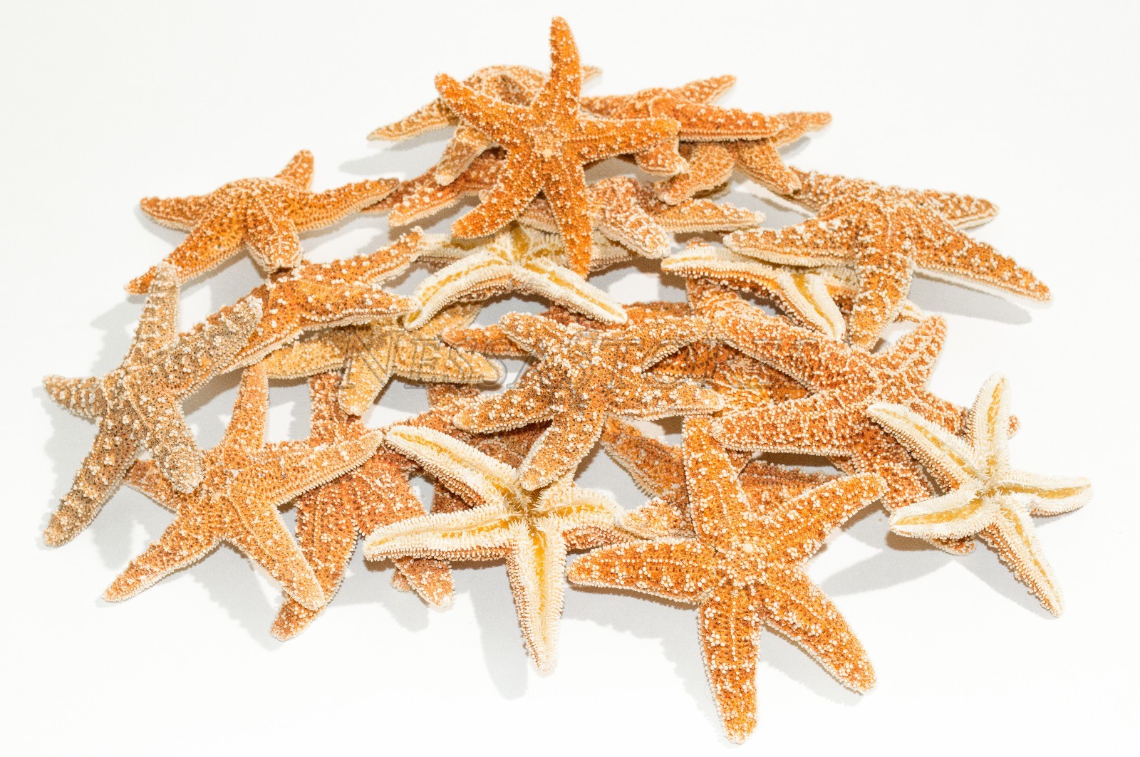 NessaStores- Sugar StarFish Sea Shell Wedding Real Craft 3