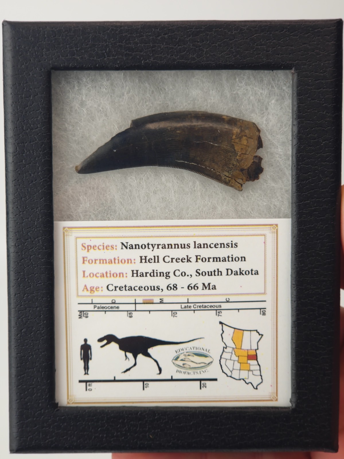 Nanotyrannus 1.89\