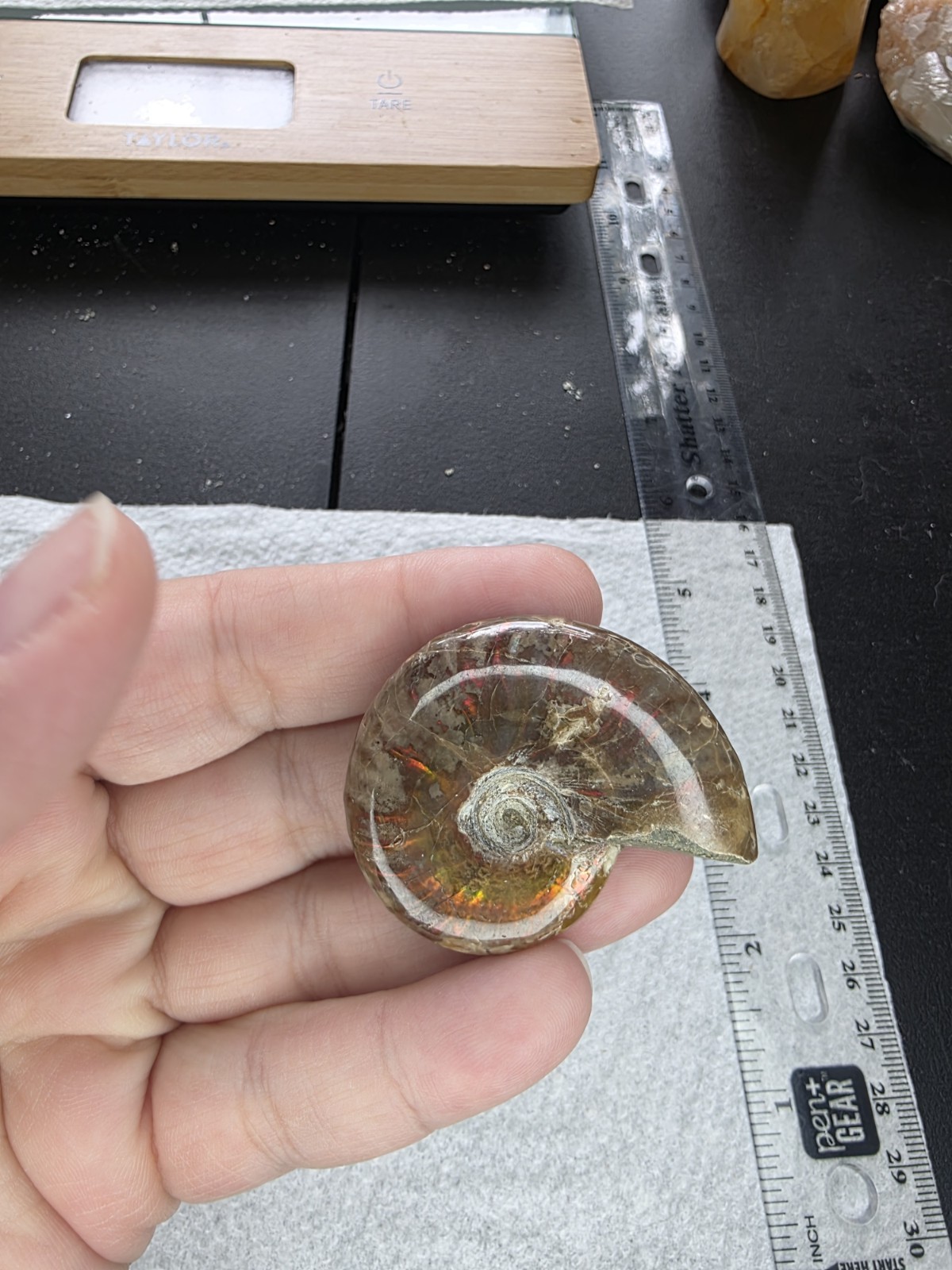 Ammonite 28g