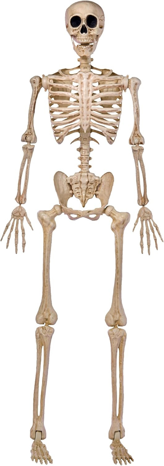 JOYIN 5 FT Halloween Skeleton Life Size, Stayable Posable Skeleton Decor, Full B JOYIN 5 FT Halloween Skeleton Life Size, Stayable Posable Skeleton Decor, Full B