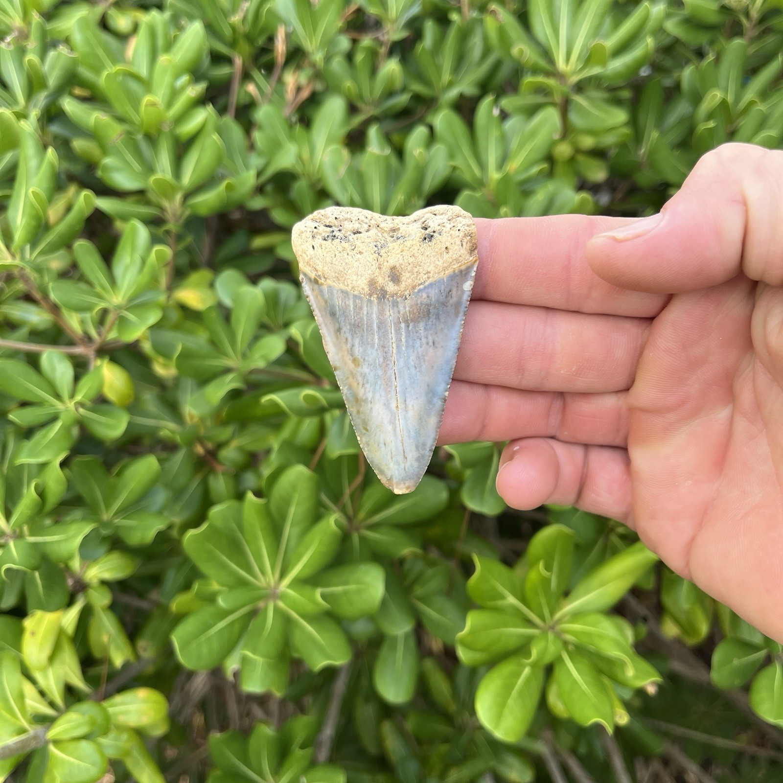 Real Great White Shark Tooth 2.74” Fossil
