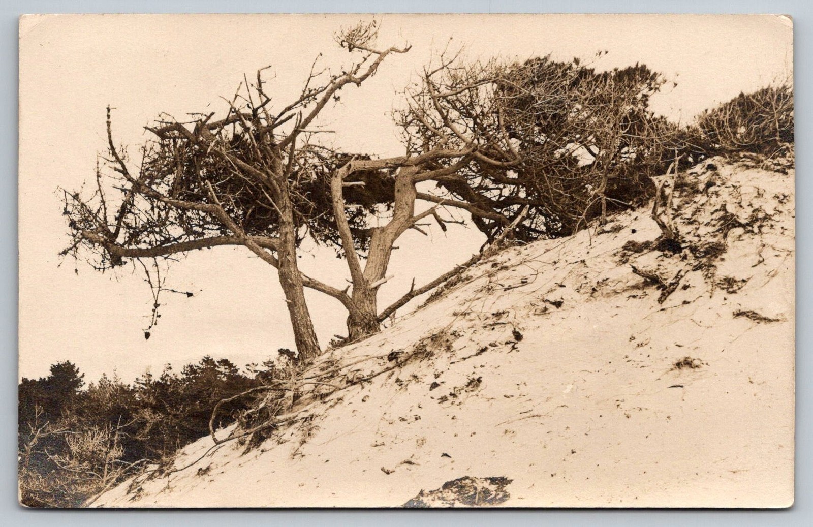Sand dune Pacific Grove CA RPPC Postcard California coast Monterey Peninsula