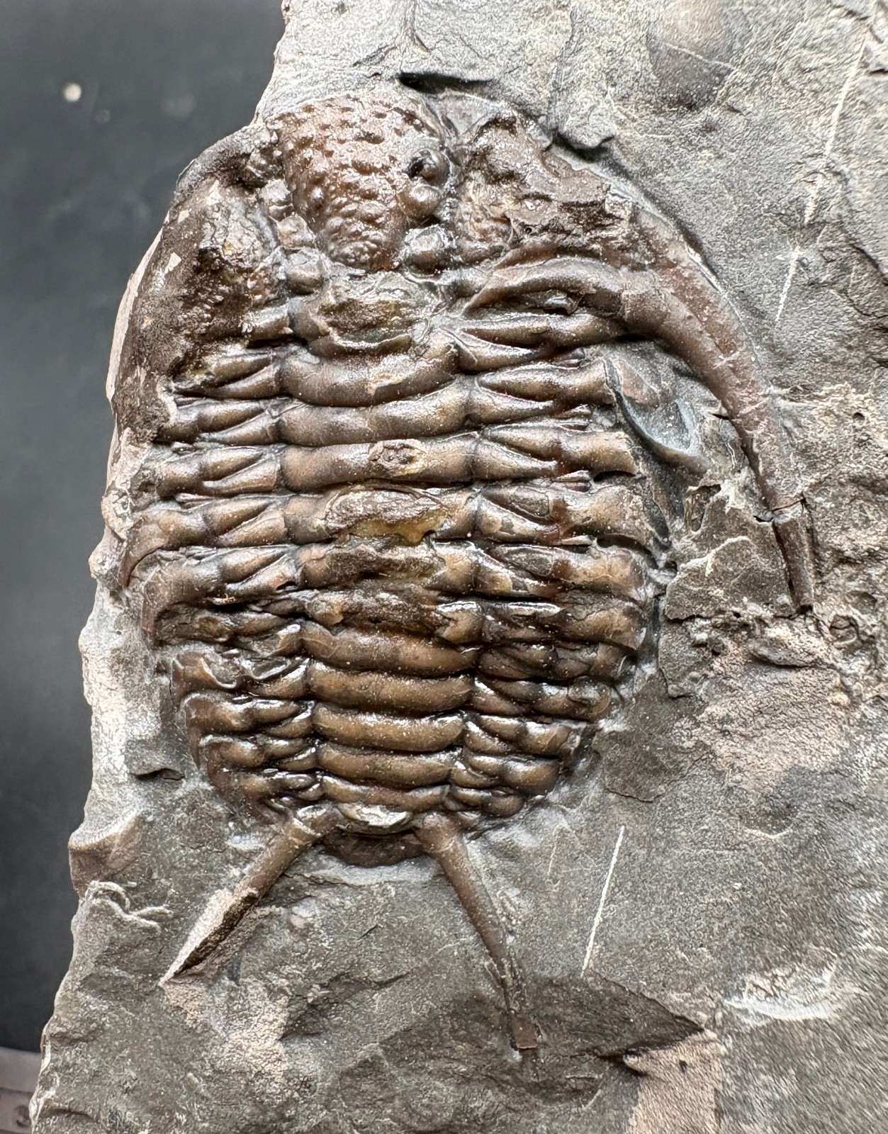 4.5 cm Ceraurus pleurexanthemus trilobite fossil Cobourg fm Ontario Canada