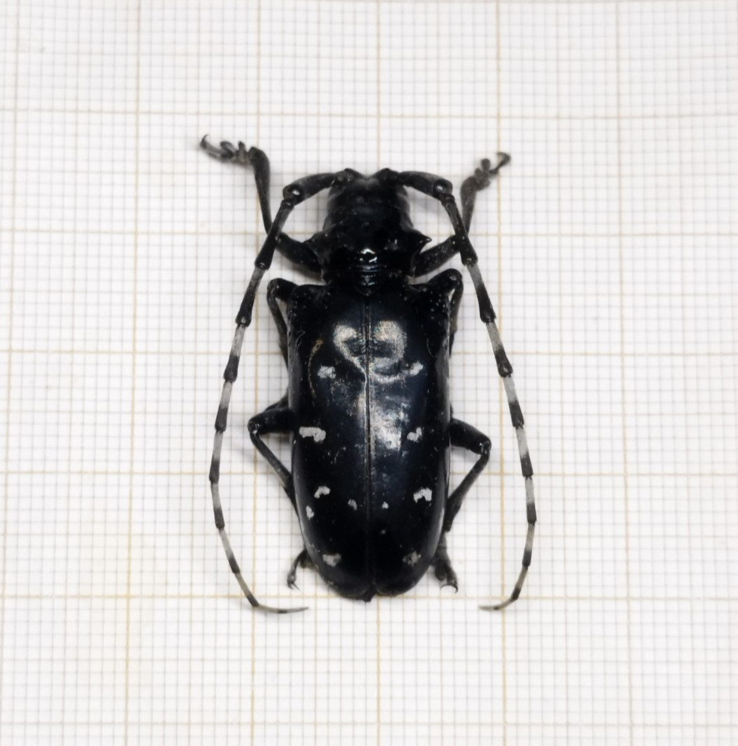 CERAMBYCIDAE Anoplophora glabripennis - NORTH VIETNAM - A1 Female 33mm Nice Size