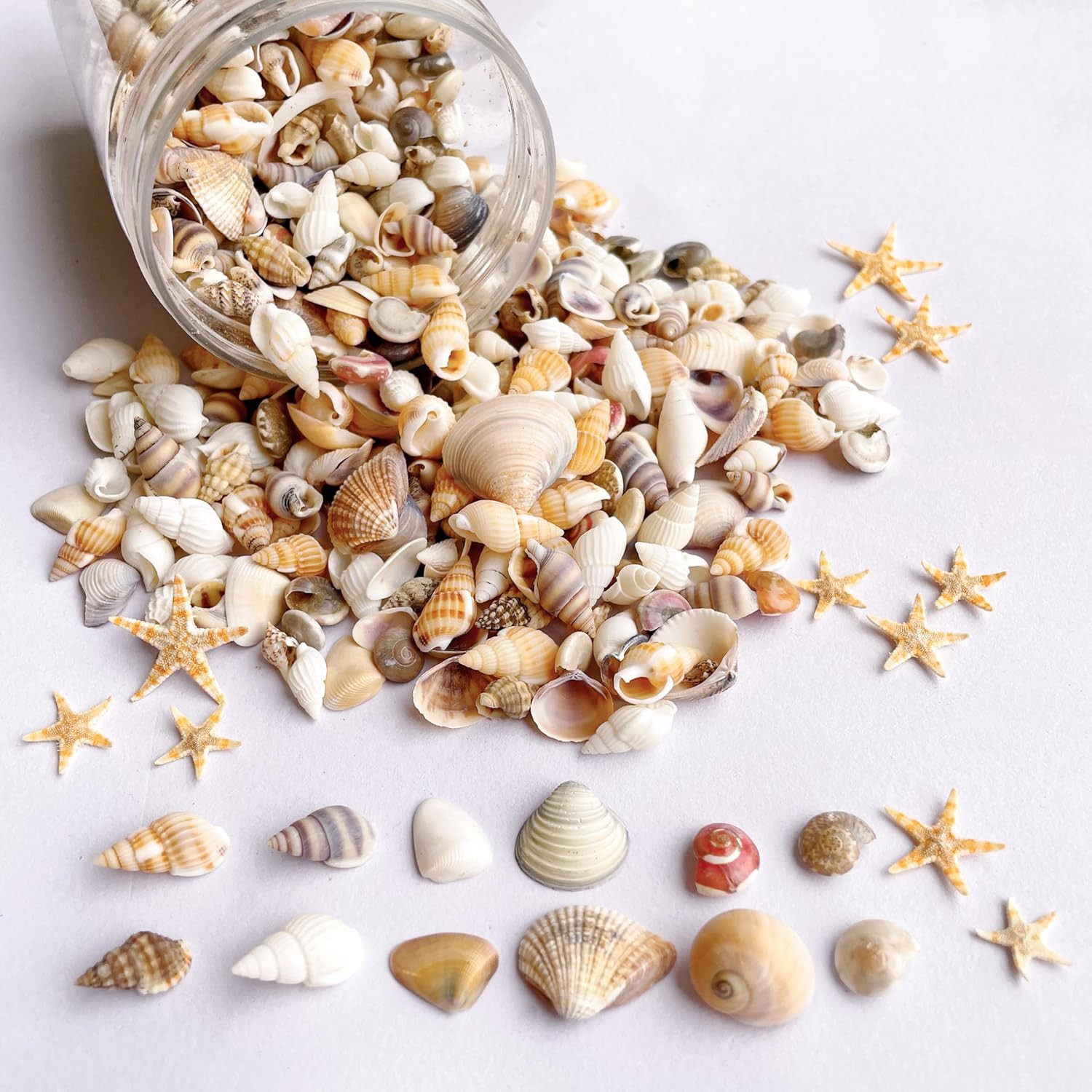 1200 PCS Tiny Sea Shells &10 Small Starfish - Mixed Ocean Beach Spiral 1200 PCS Tiny Sea Shells &10 Small Starfish - Mixed Ocean Beach Spiral