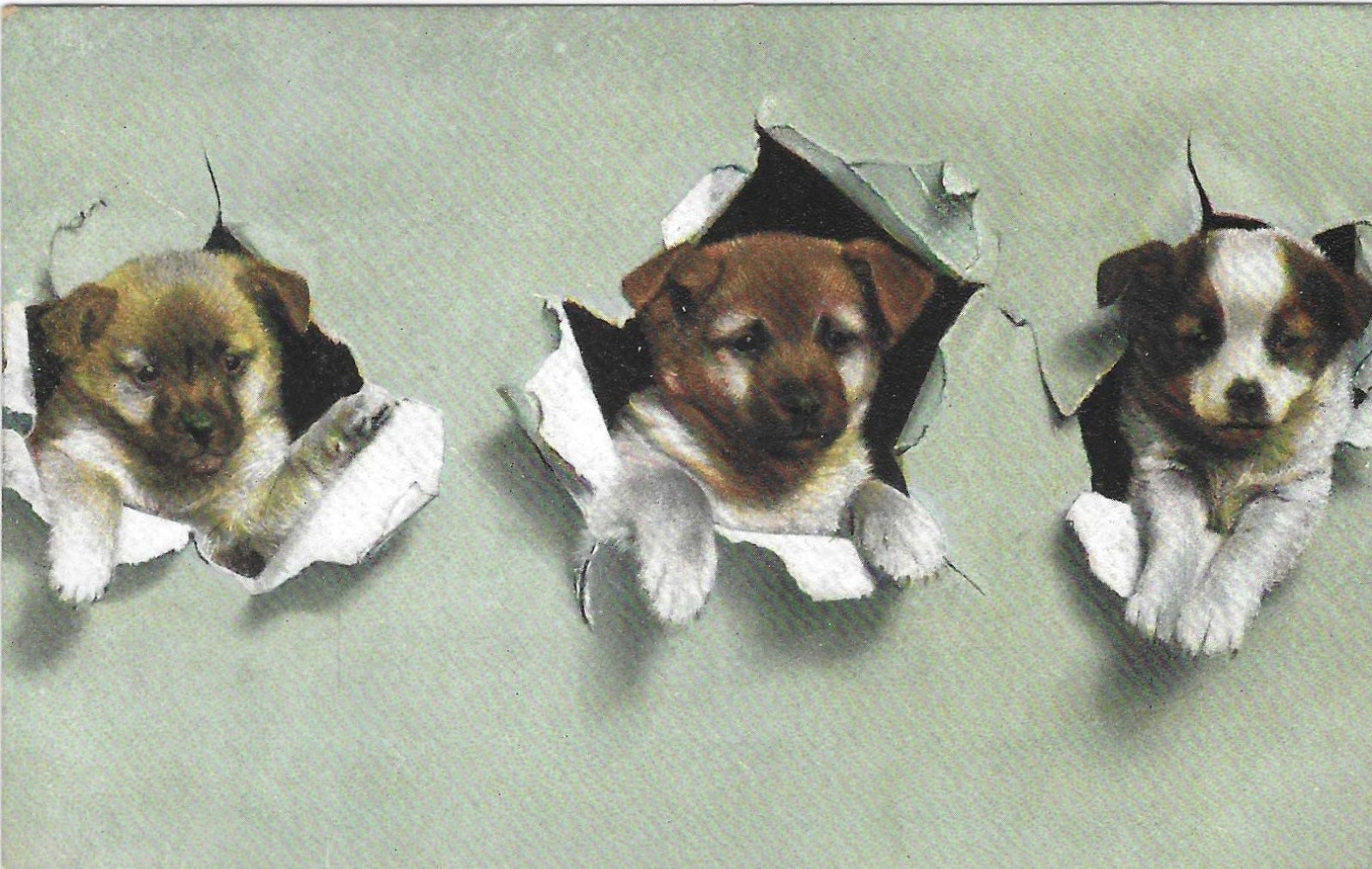 Vintage Greetings Postcard Puppies Looking or Breaking Through Holes in Wall