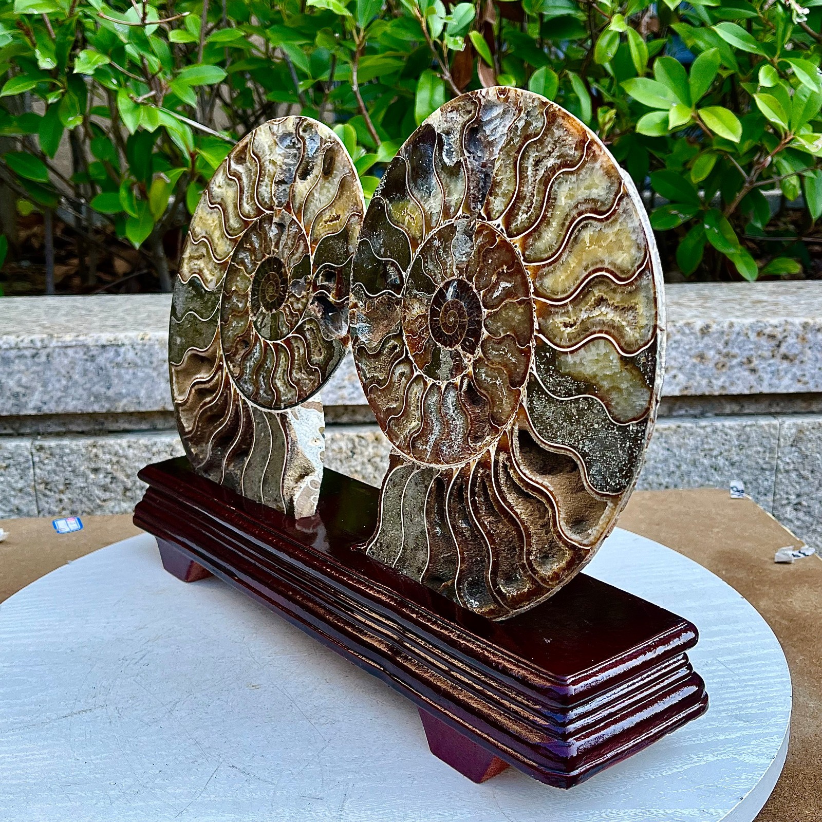 6.34LB A Pair Rare Natural Tentacle Ammonite FossilSpecimen Shell Healing Madag